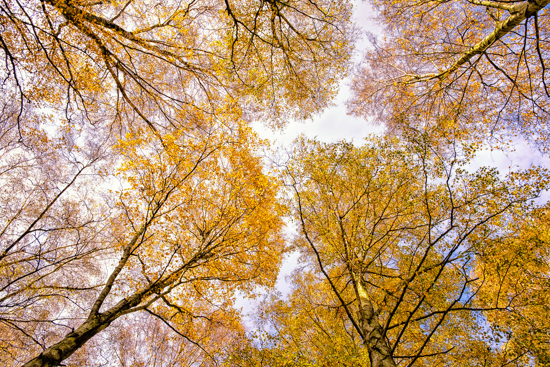 Autumnal Canopy