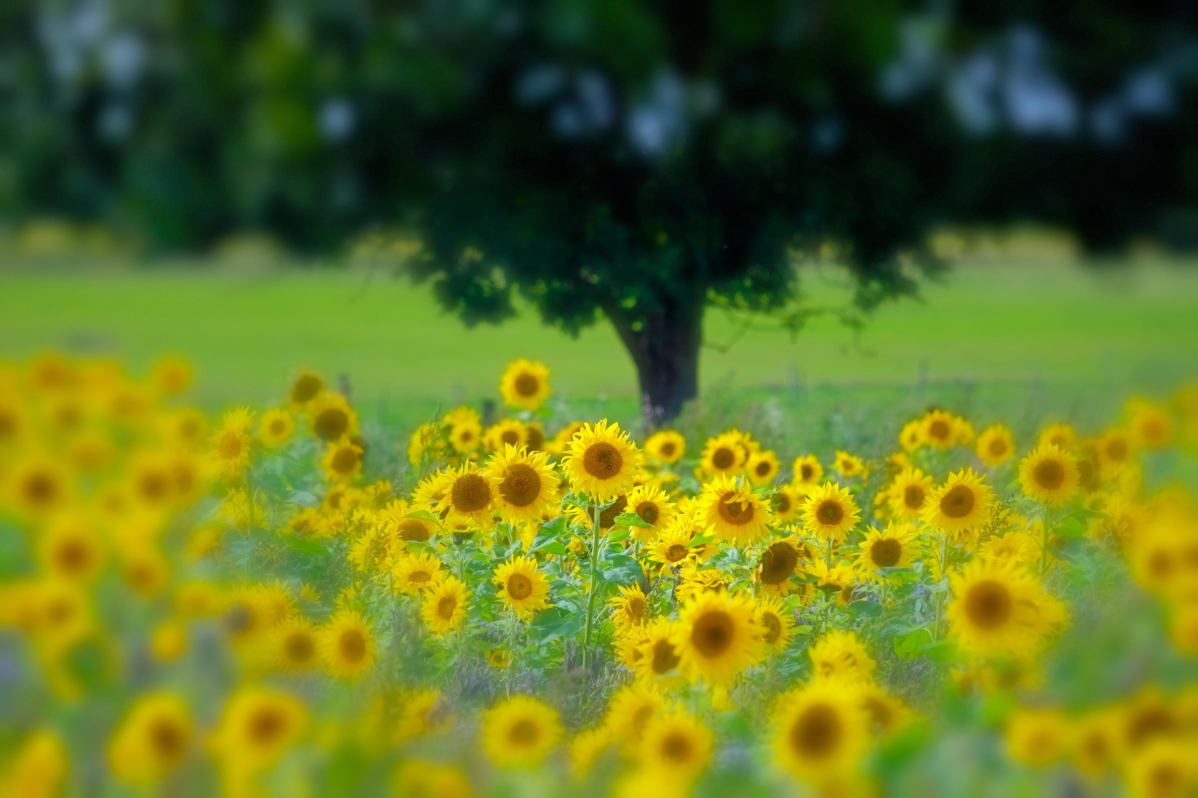 Sunflowers