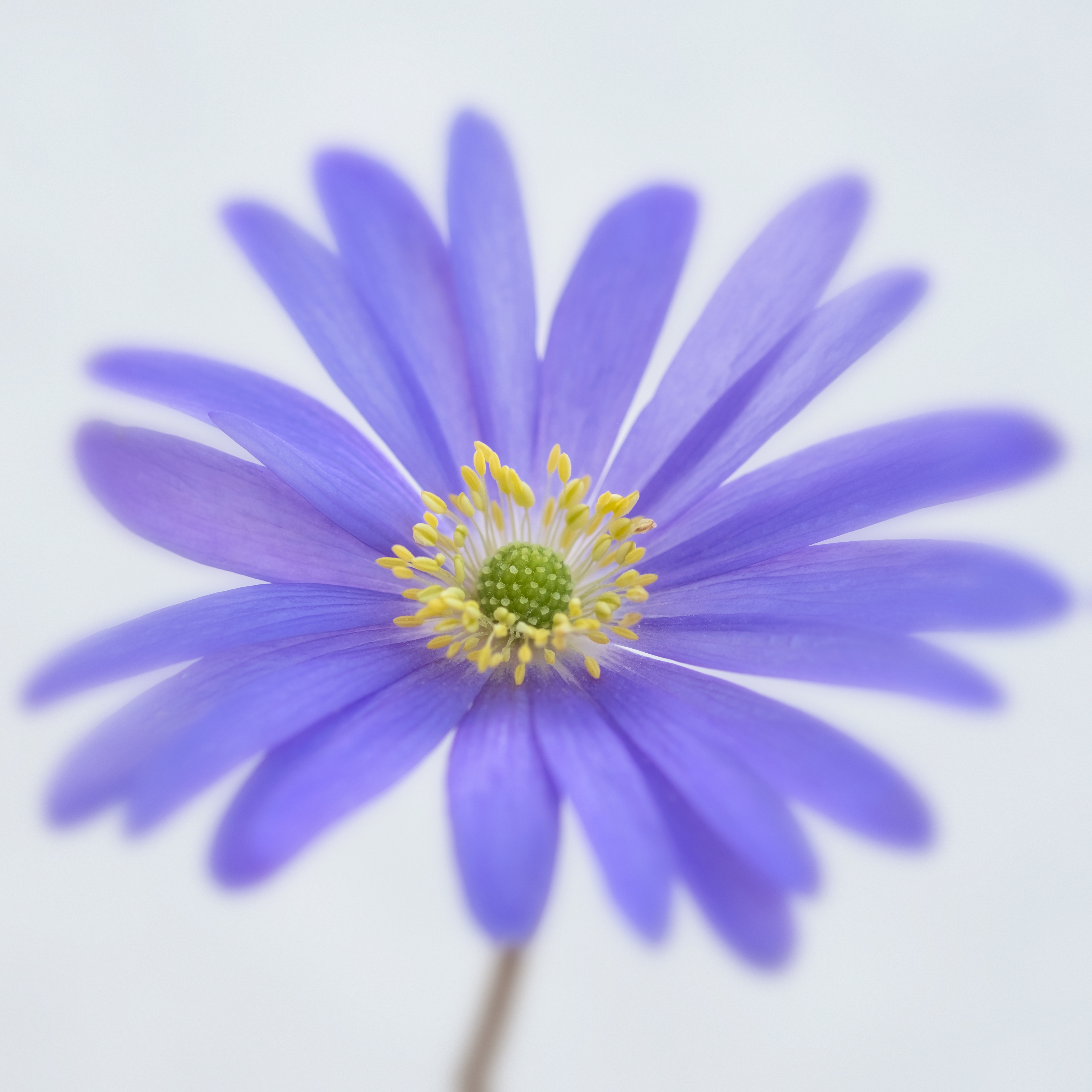 Wind Flower