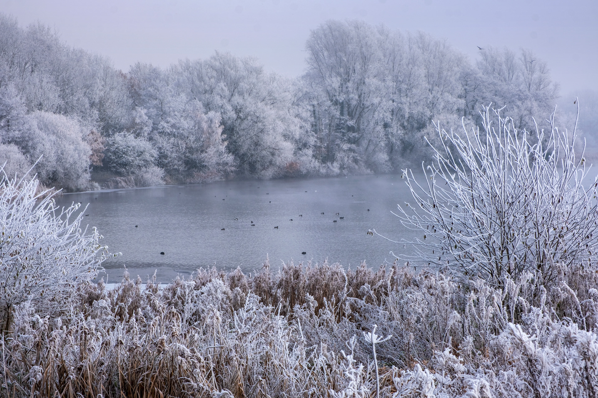 Across Priorslee Lake 