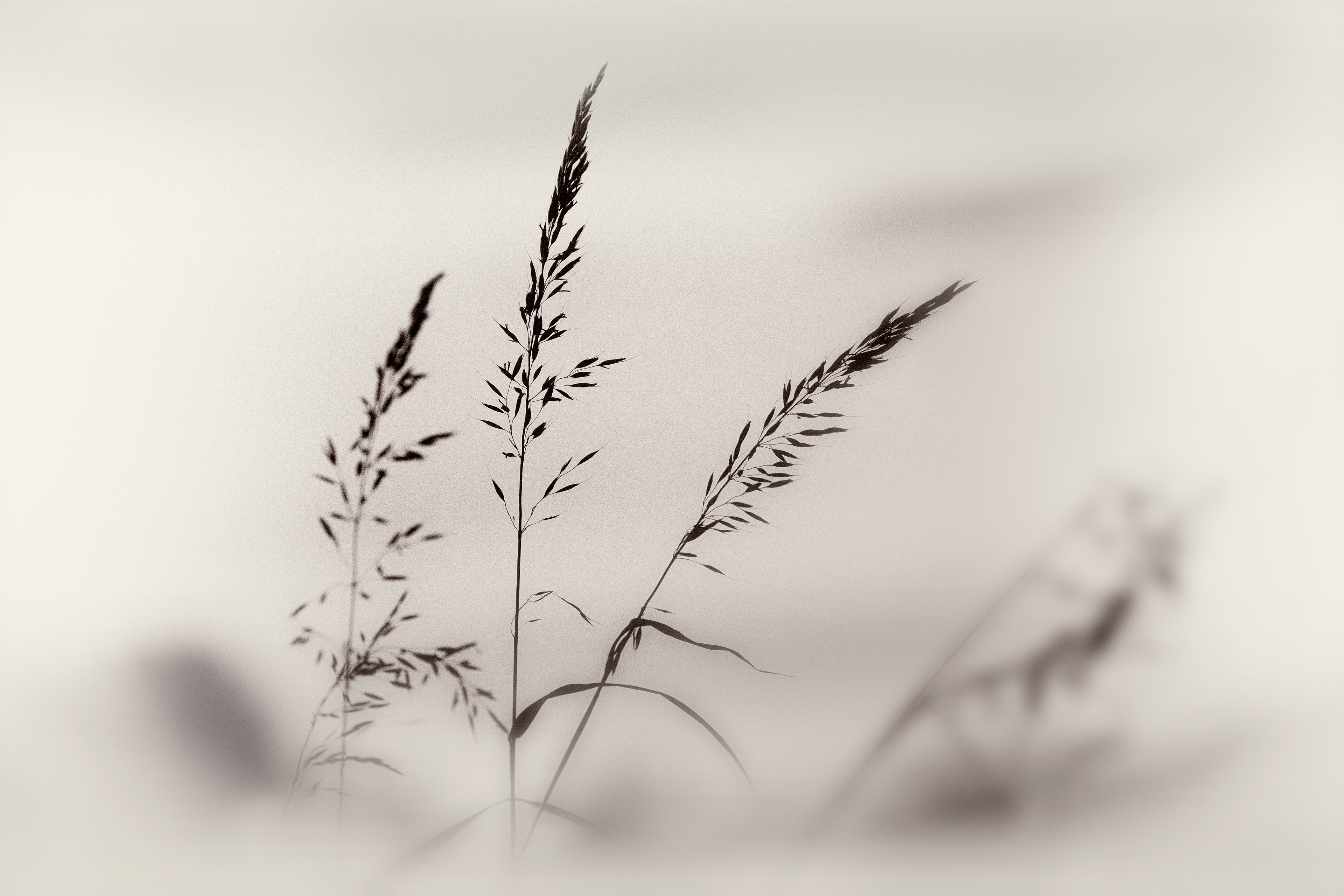 Grasses