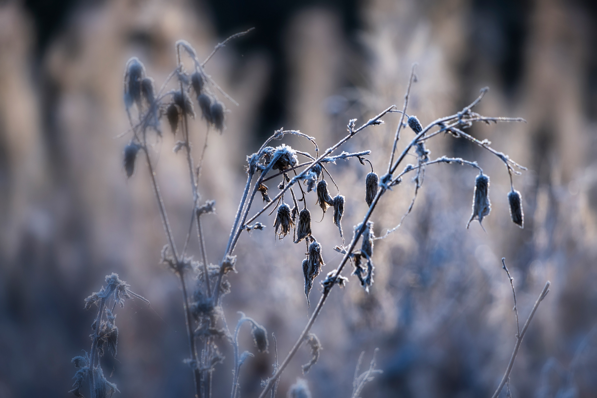 Seed Heads and Frost