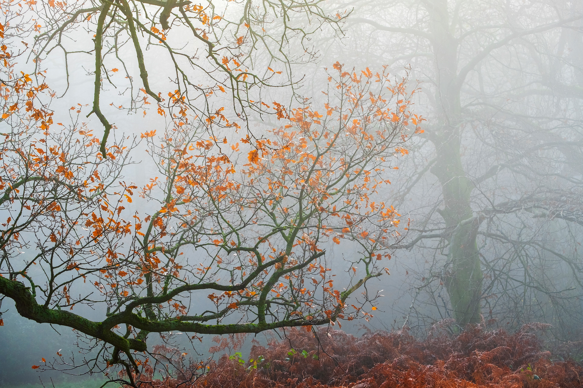 Oak Leaves and Ferns