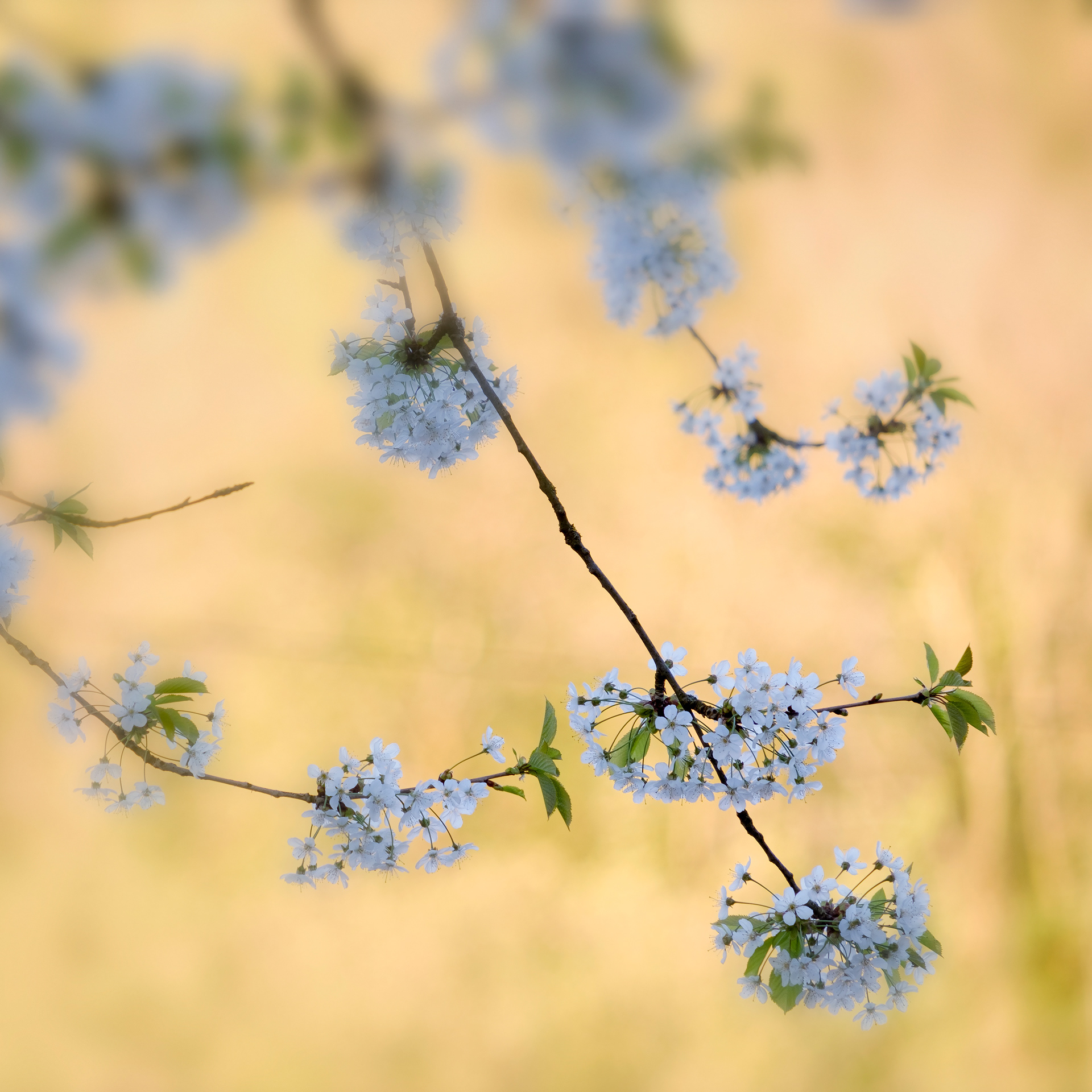 Blossom Cascade