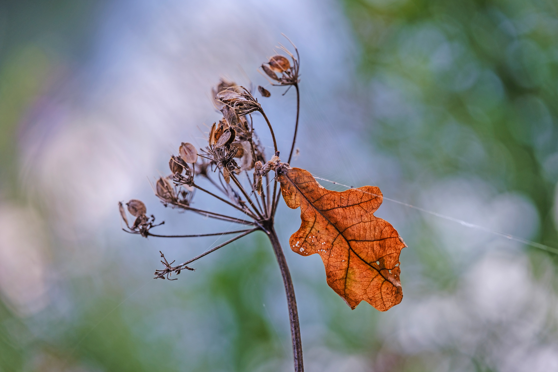 Oak Leaf and Seed Head