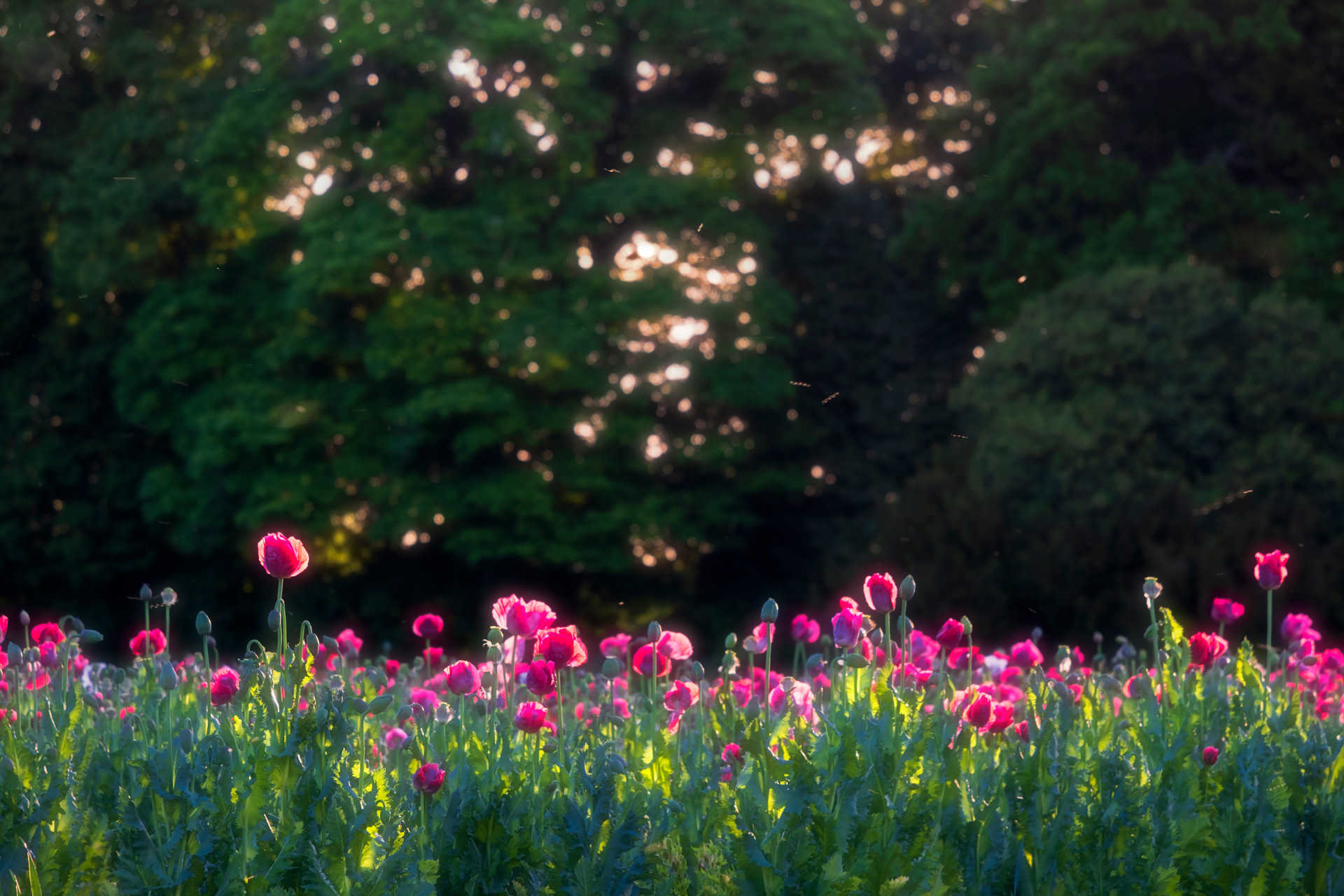 Cultivated Poppies