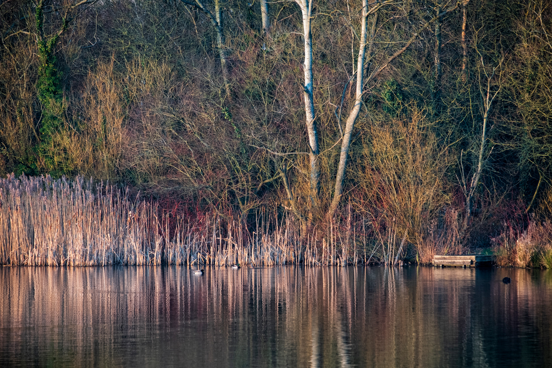 Birch Tree and Reeds