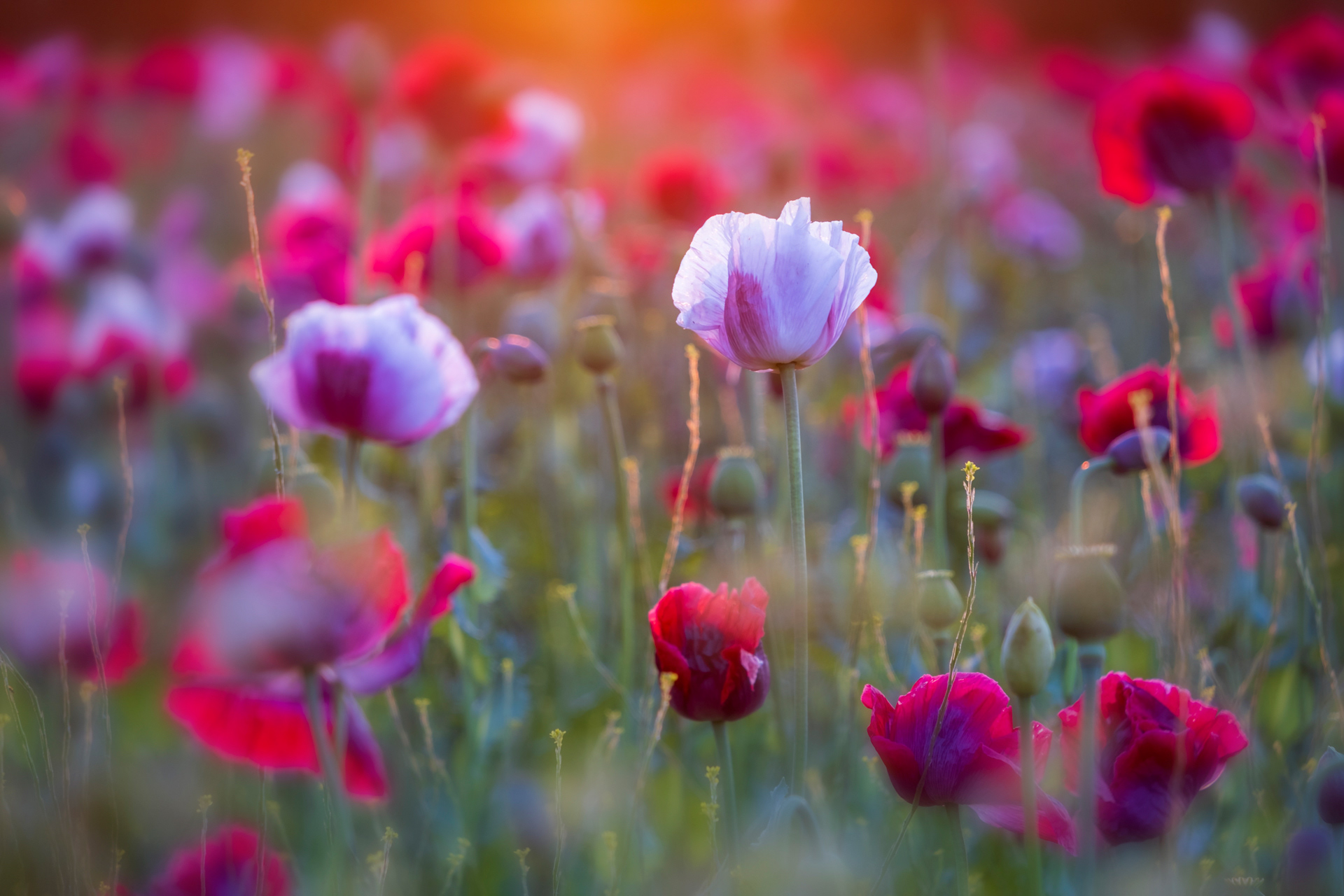 Poppy Detail