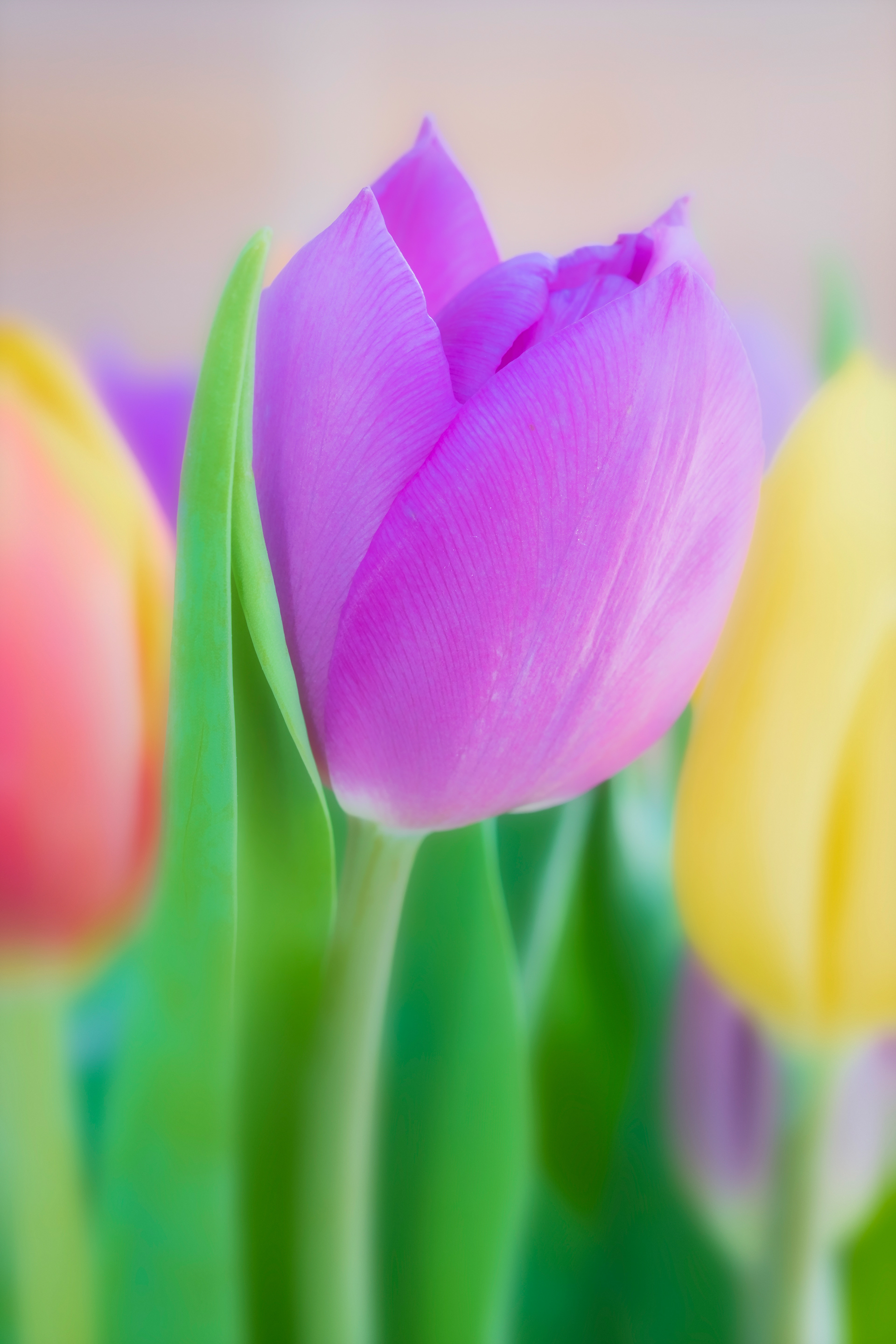 Tulips