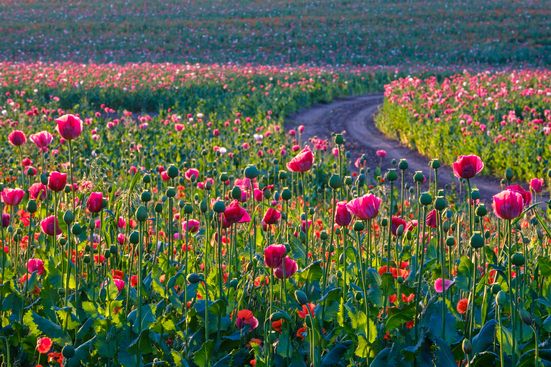 Poppy Field Track