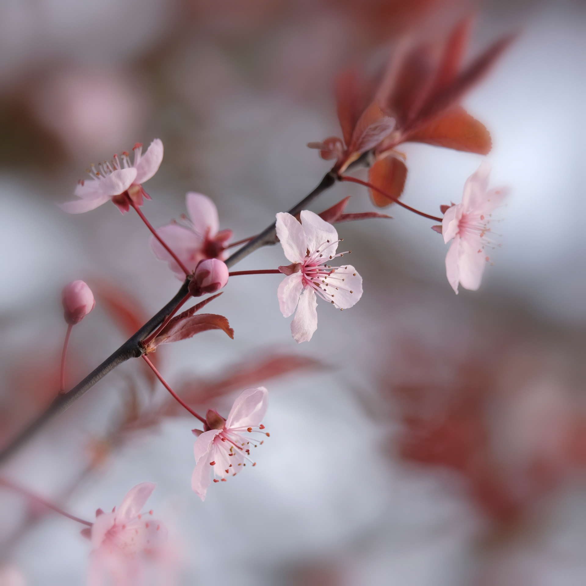 Pink Cherry
