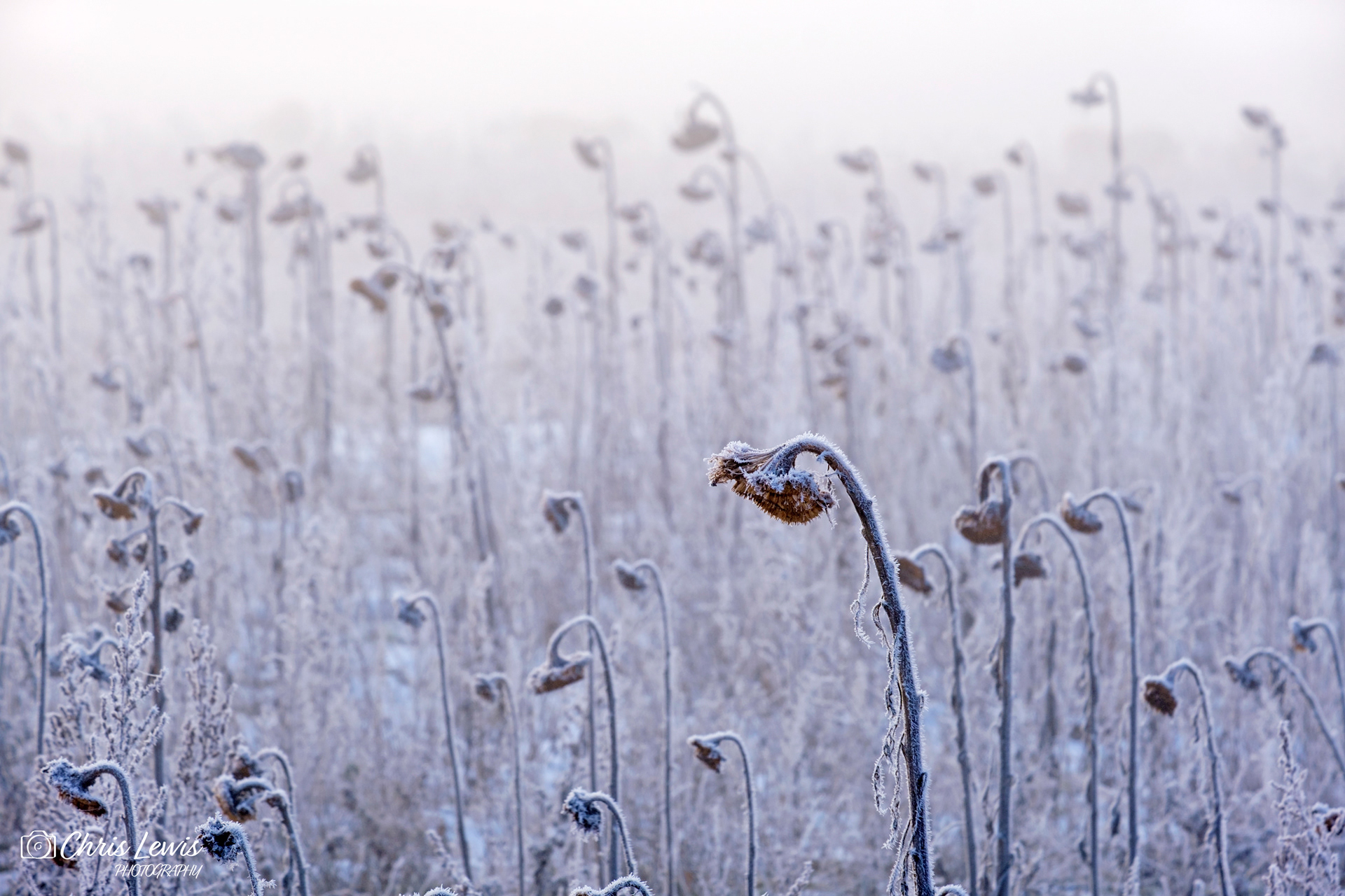 Drooping Sunflowers