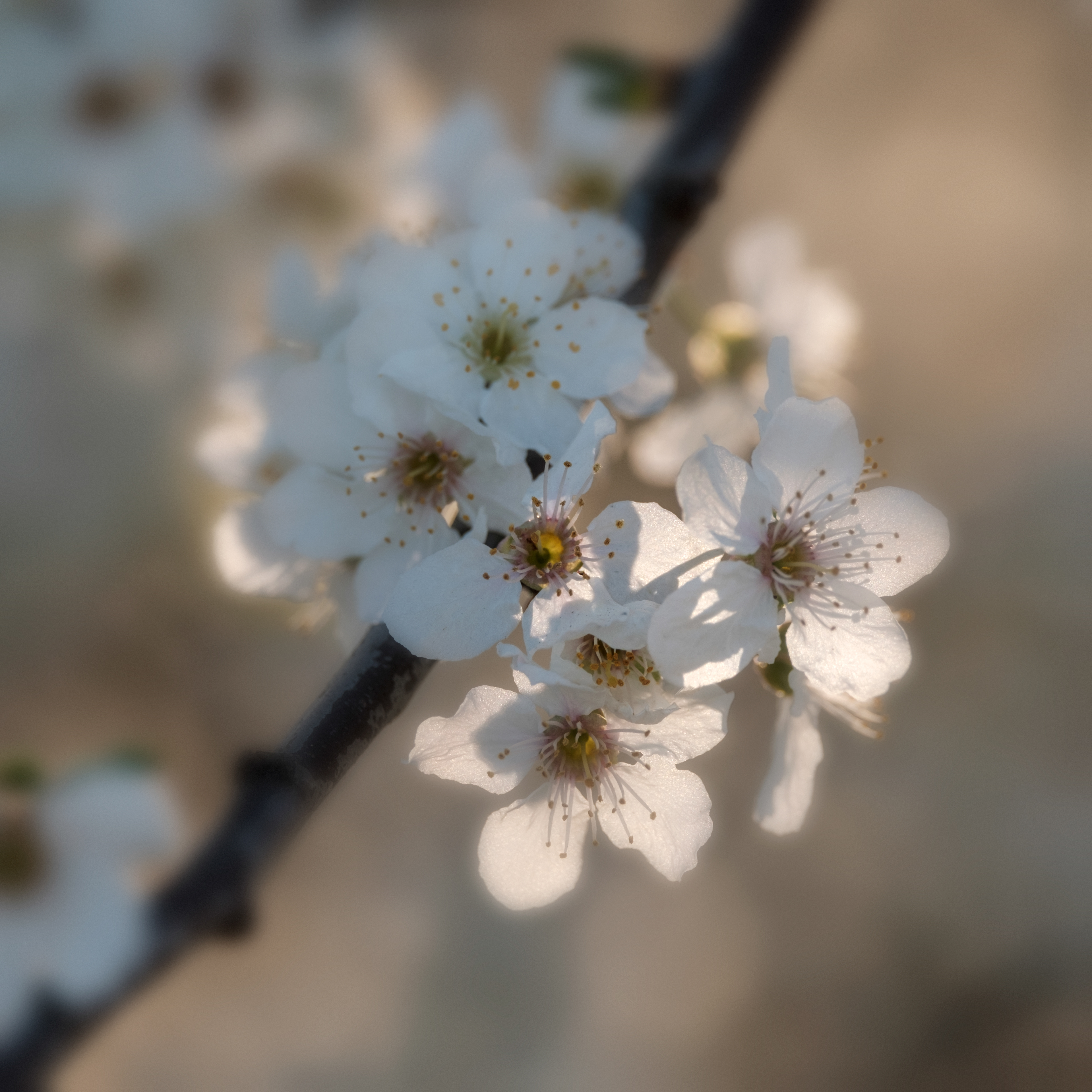 Backlit Blossom
