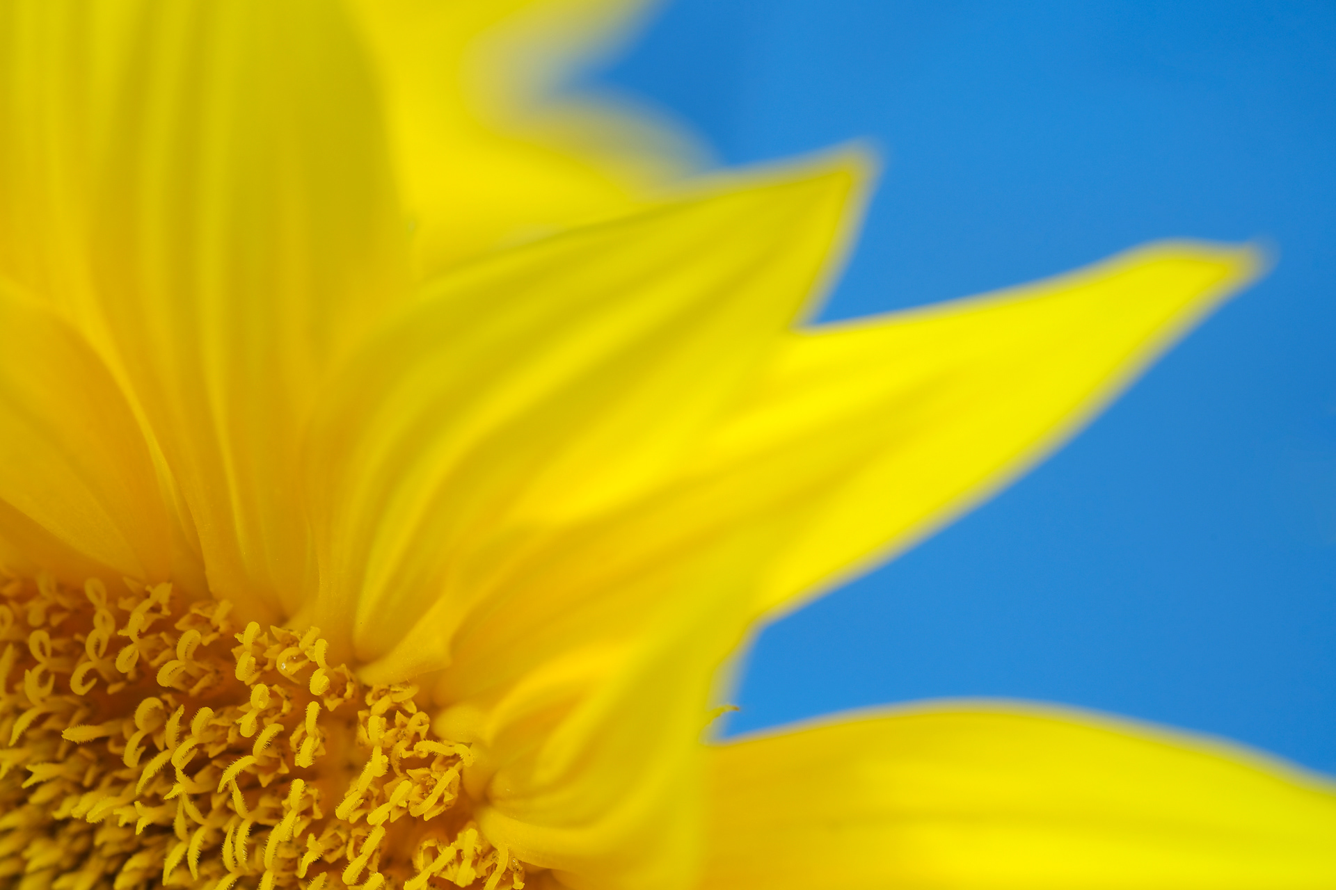 Golden Petals