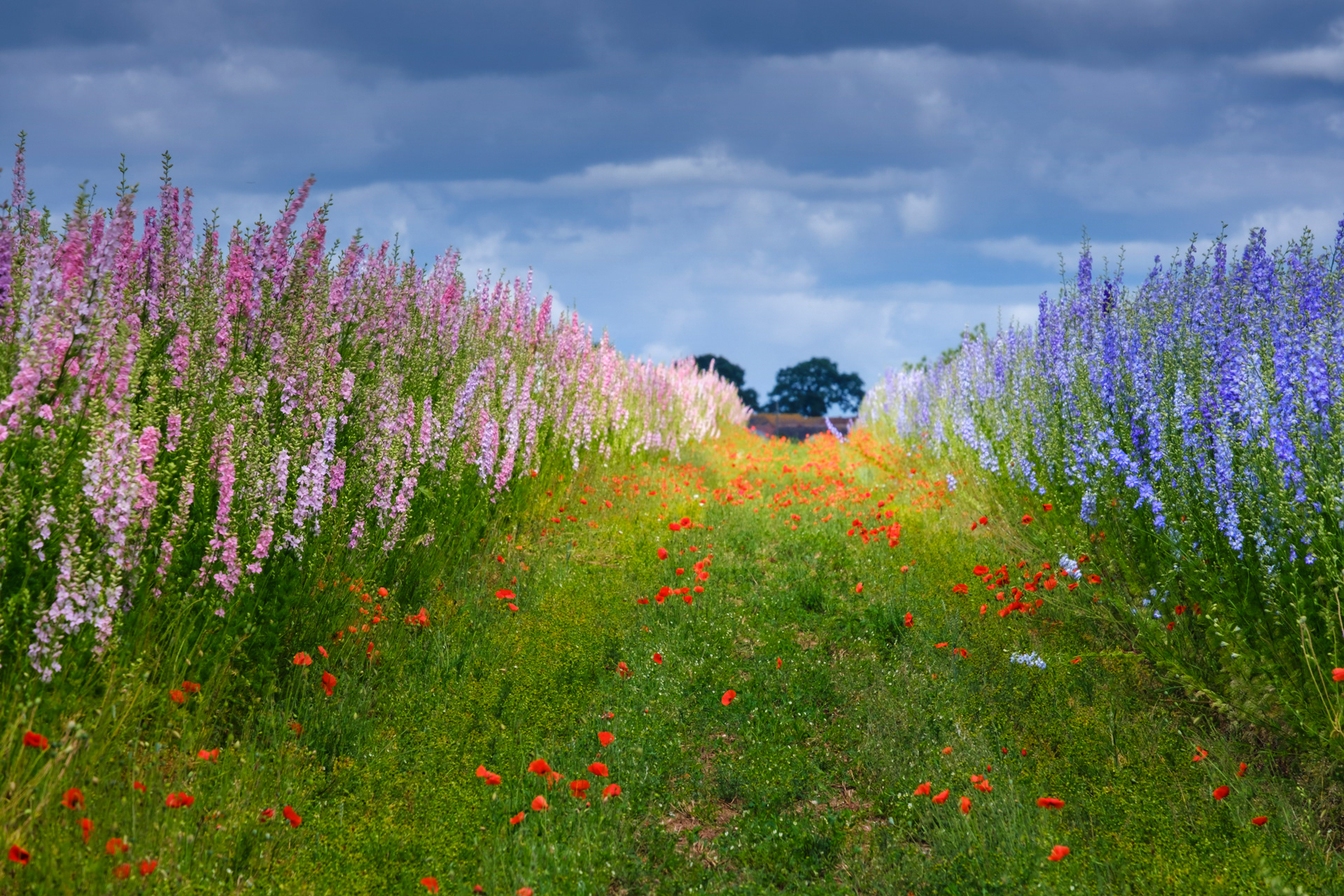 Delphiniums and Wild Poppies