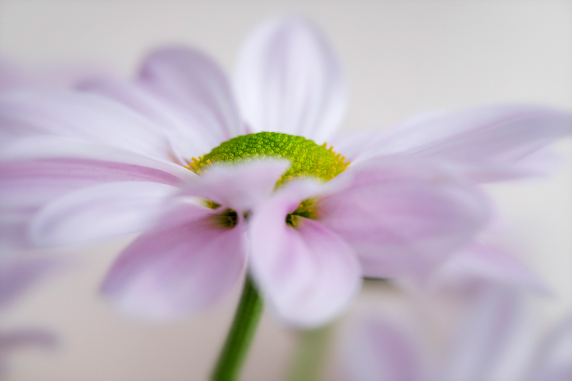 Flower Detail