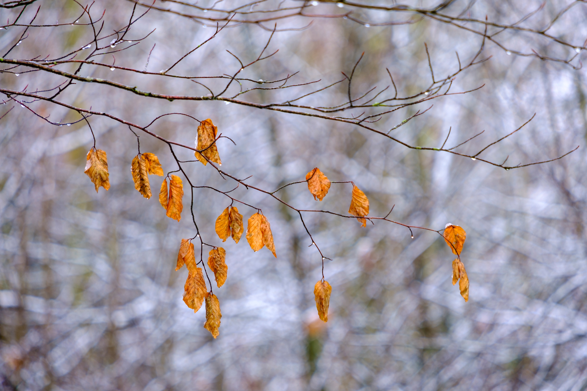 Soggy Beech Leaves