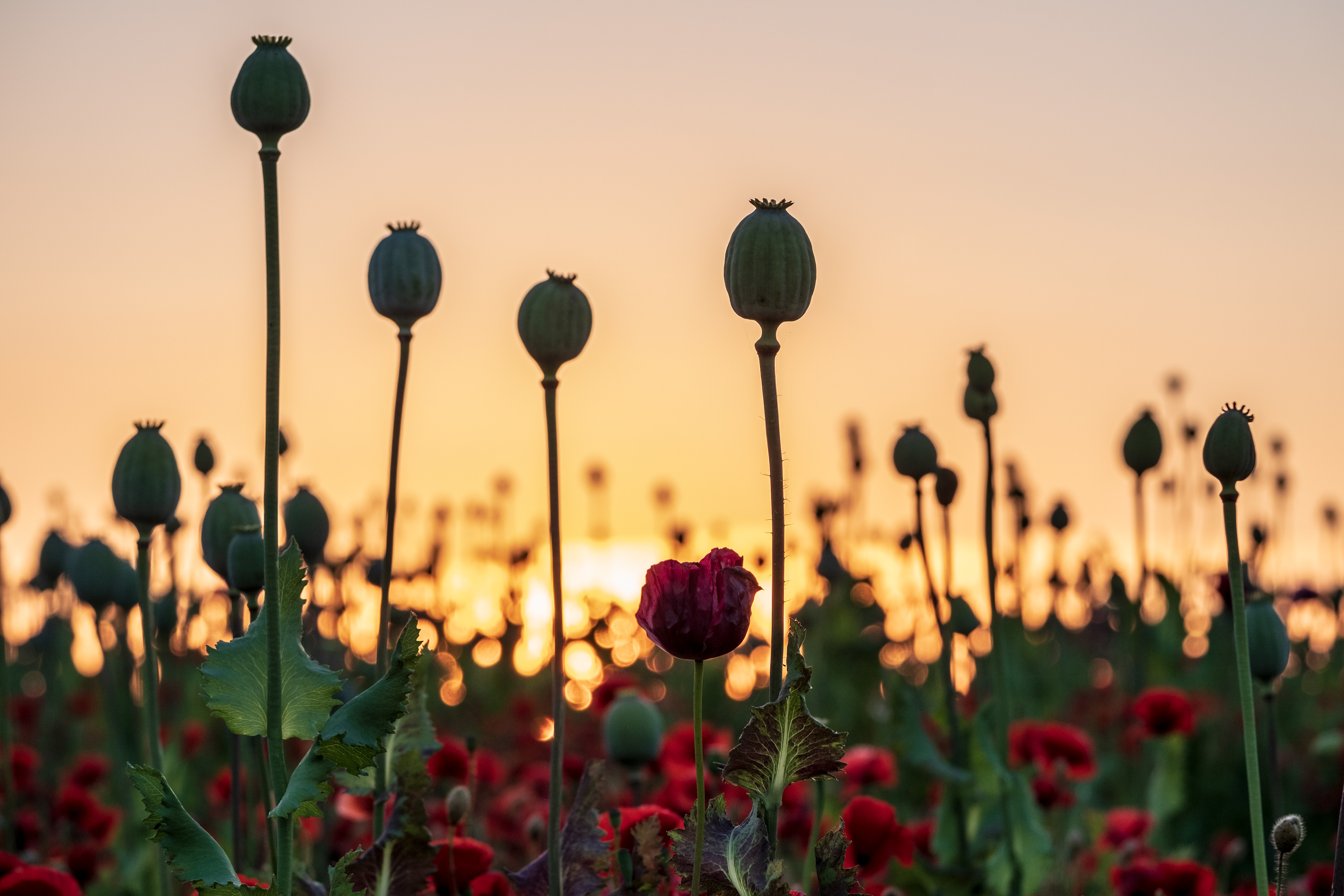 Poppy Seed Heads
