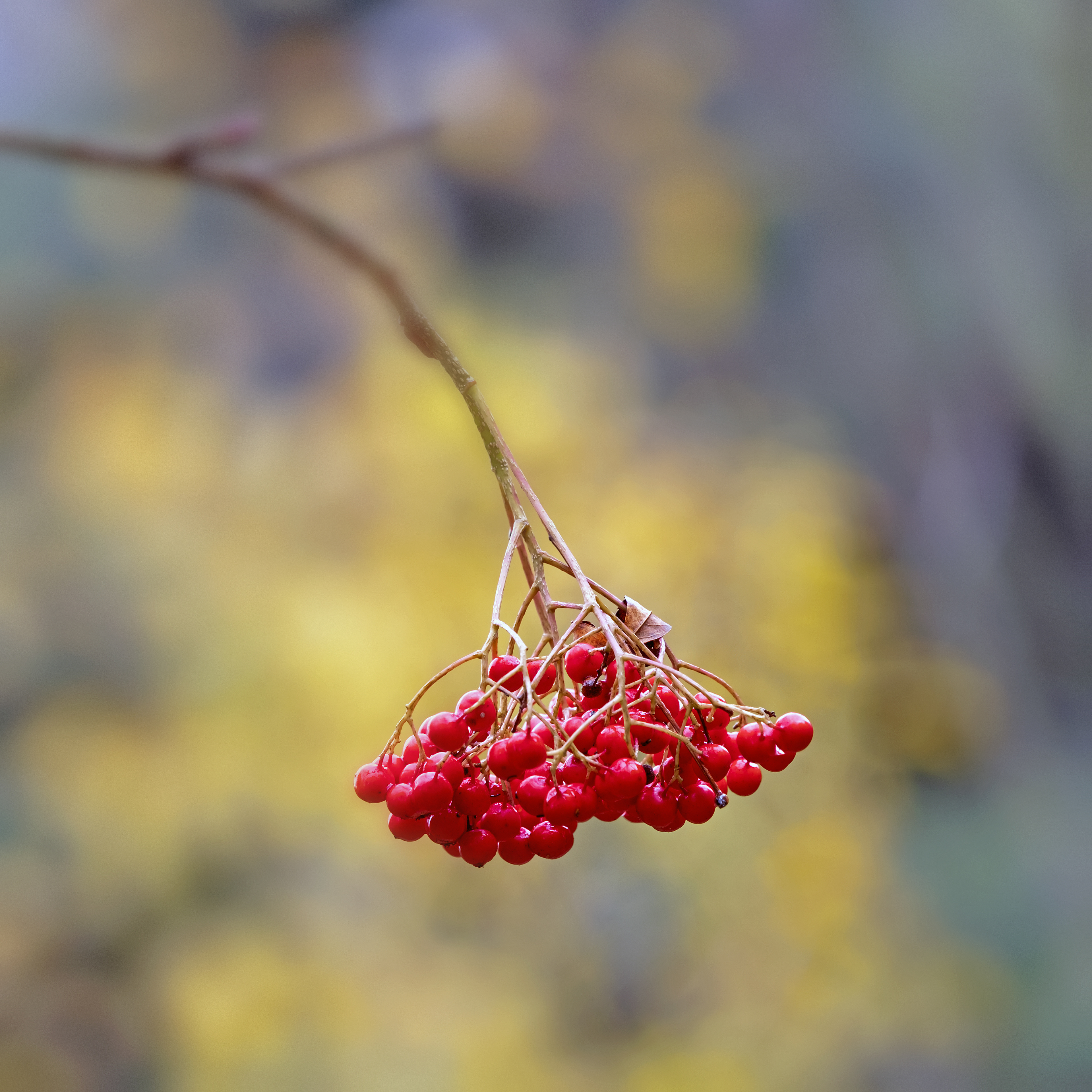 Autumn Fruits
