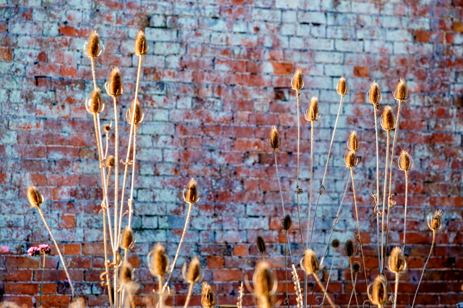 Teasels