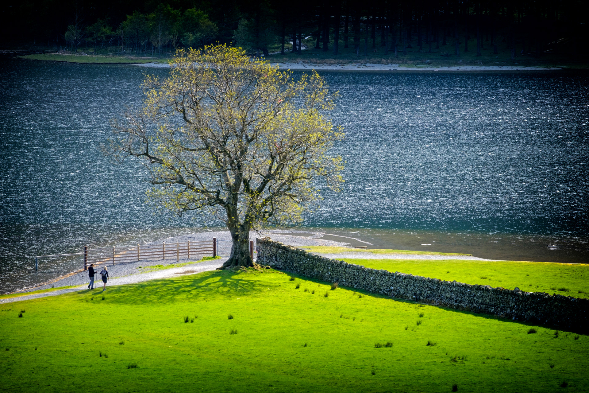 Buttermere Ash Tree