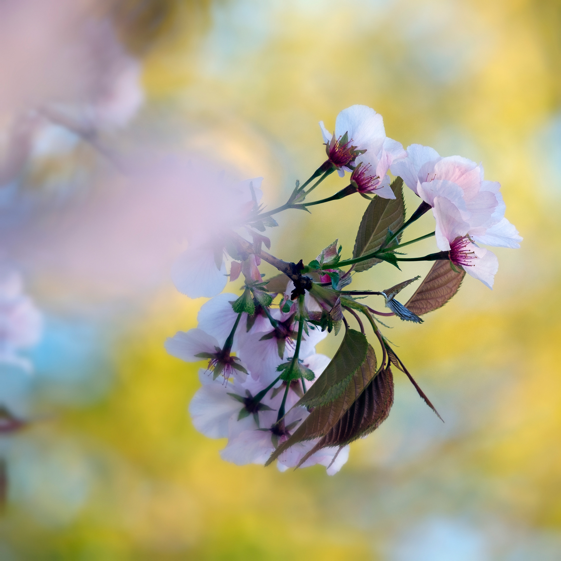 Cherry Blossom