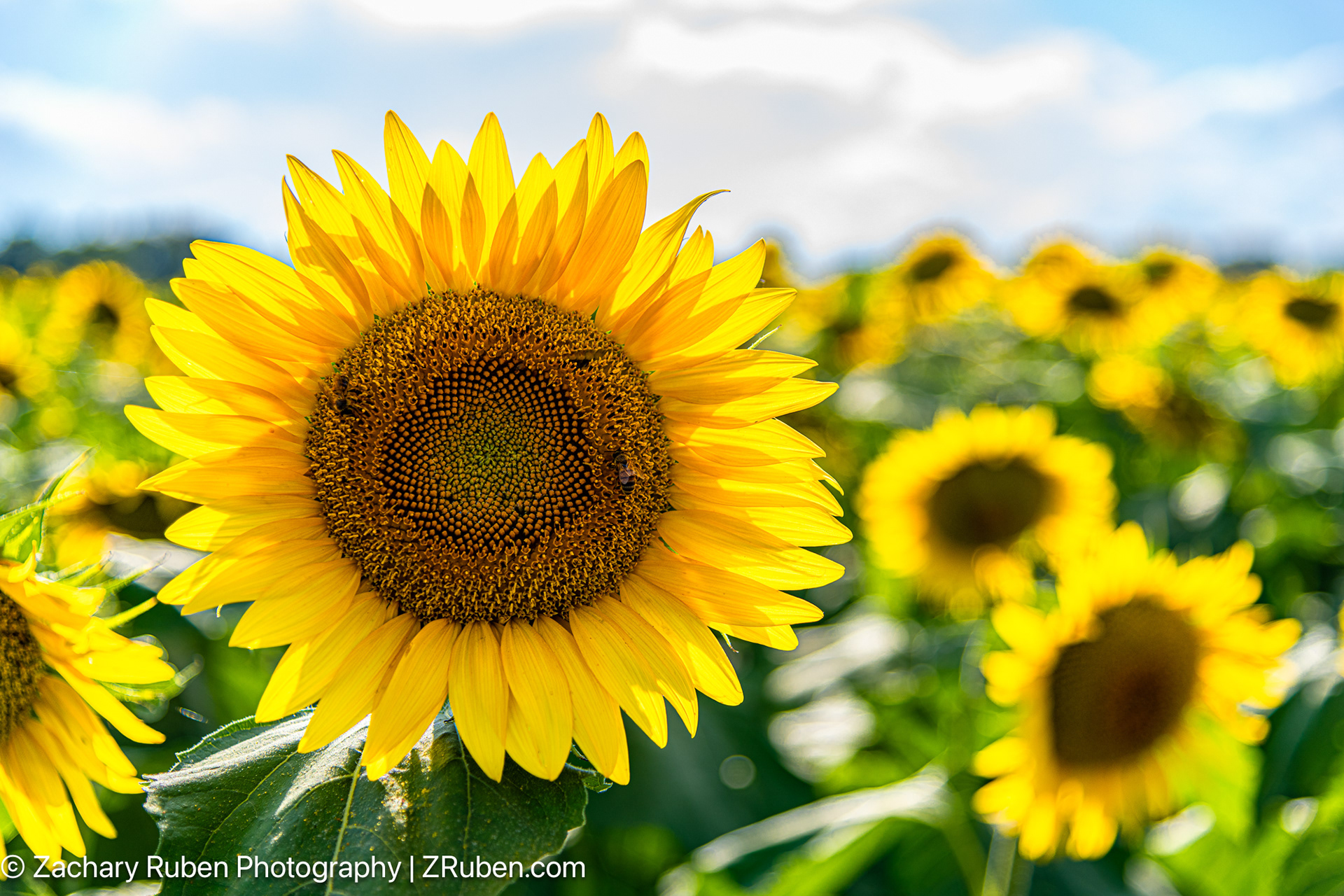 Sunflower Field