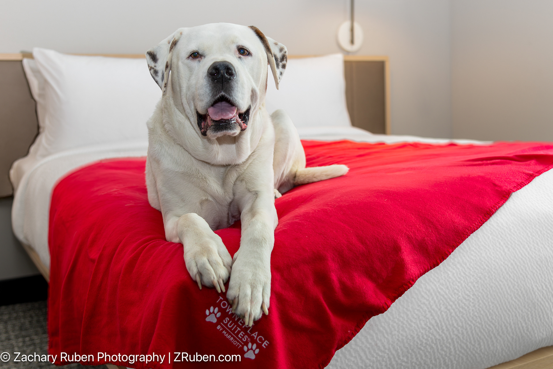 Dog on Bed at TownePlace Suites Norfolk