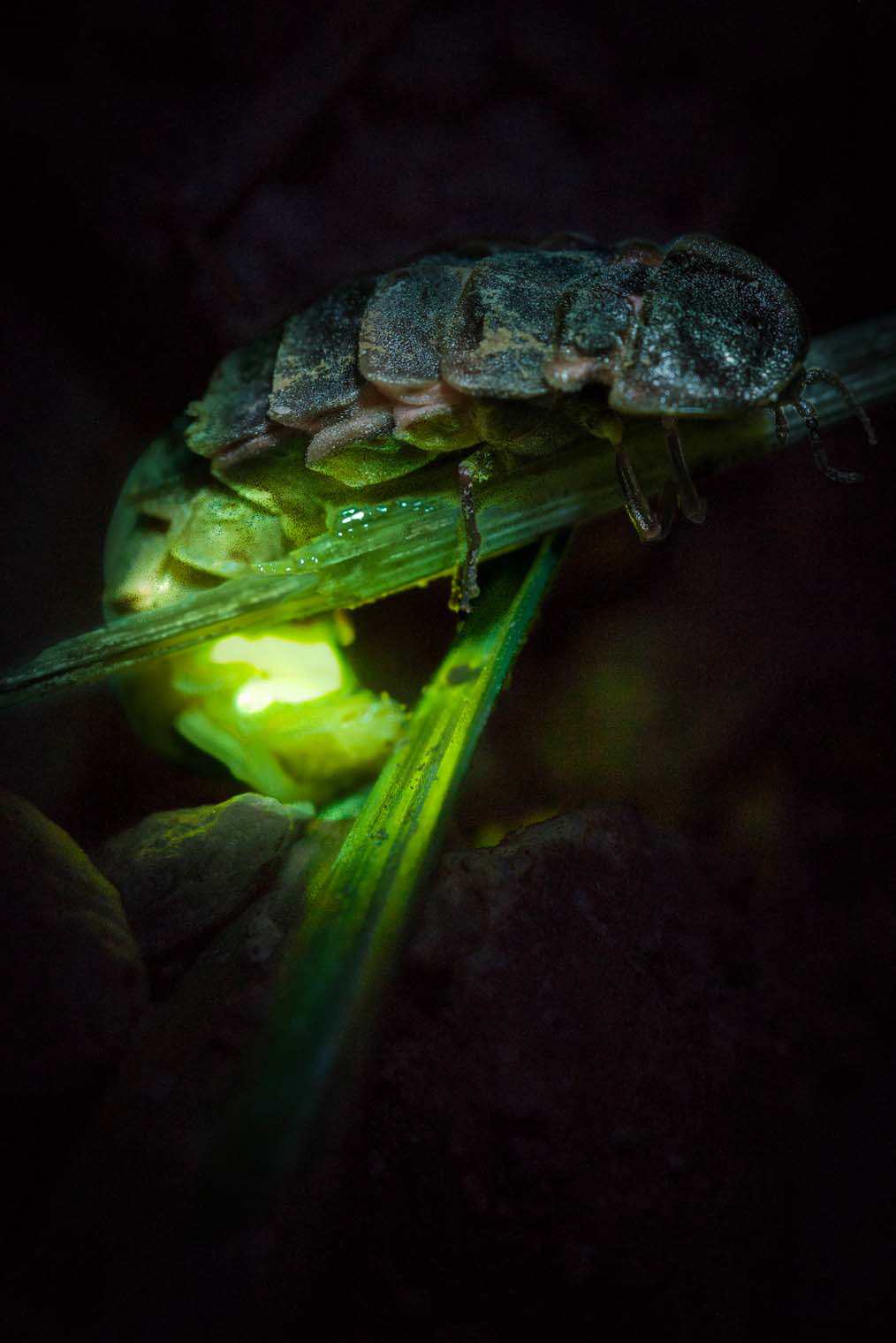 Glühwürmchen Weibchen bei Nacht (Phosphaenus hemiplerus) im Naturpark Fränkische Schweiz