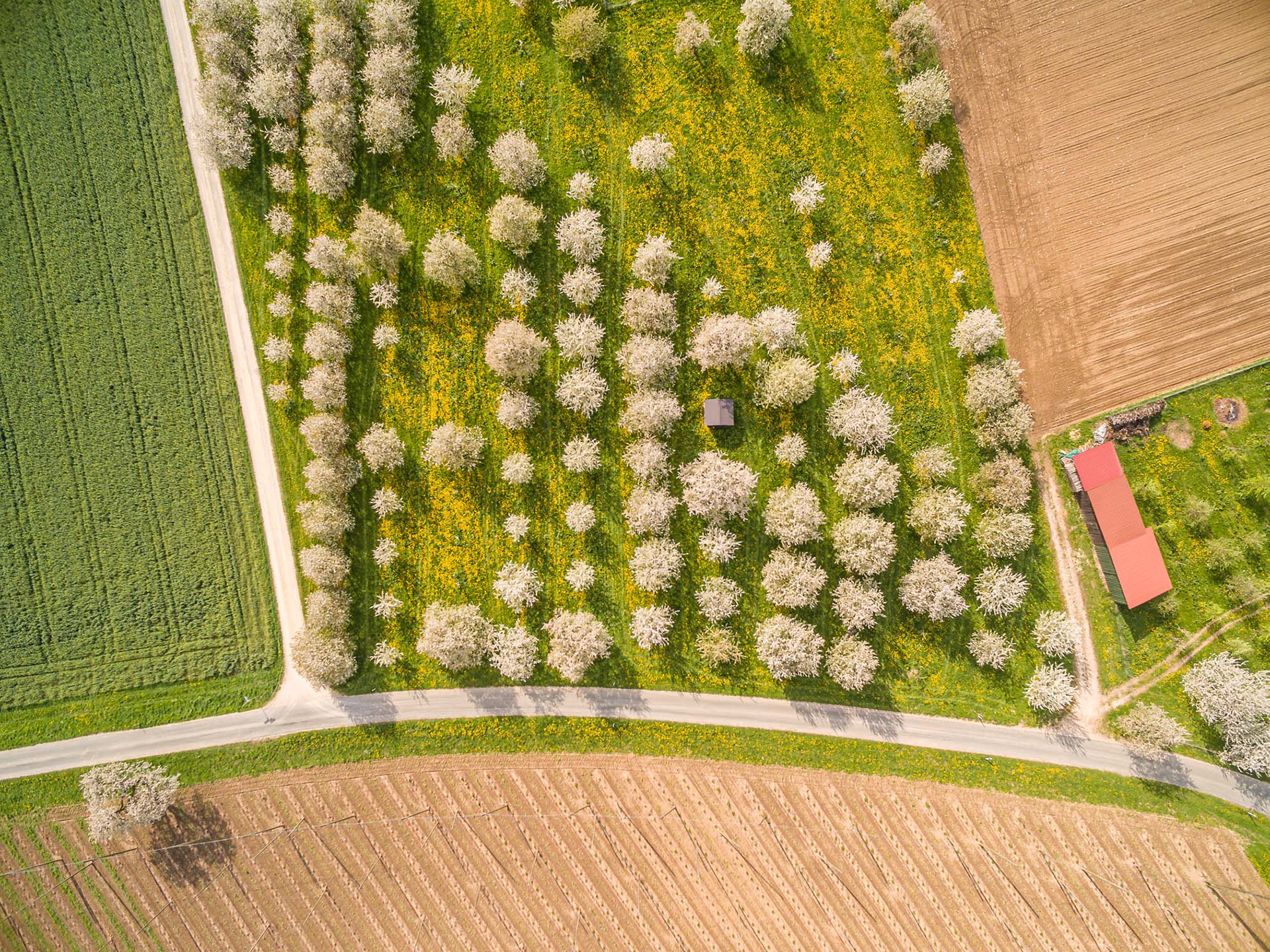 Streuobstwiese mit Kirschblüte, bei Wölfersdorf, Fränkische Schweiz Feldensteiner Forst