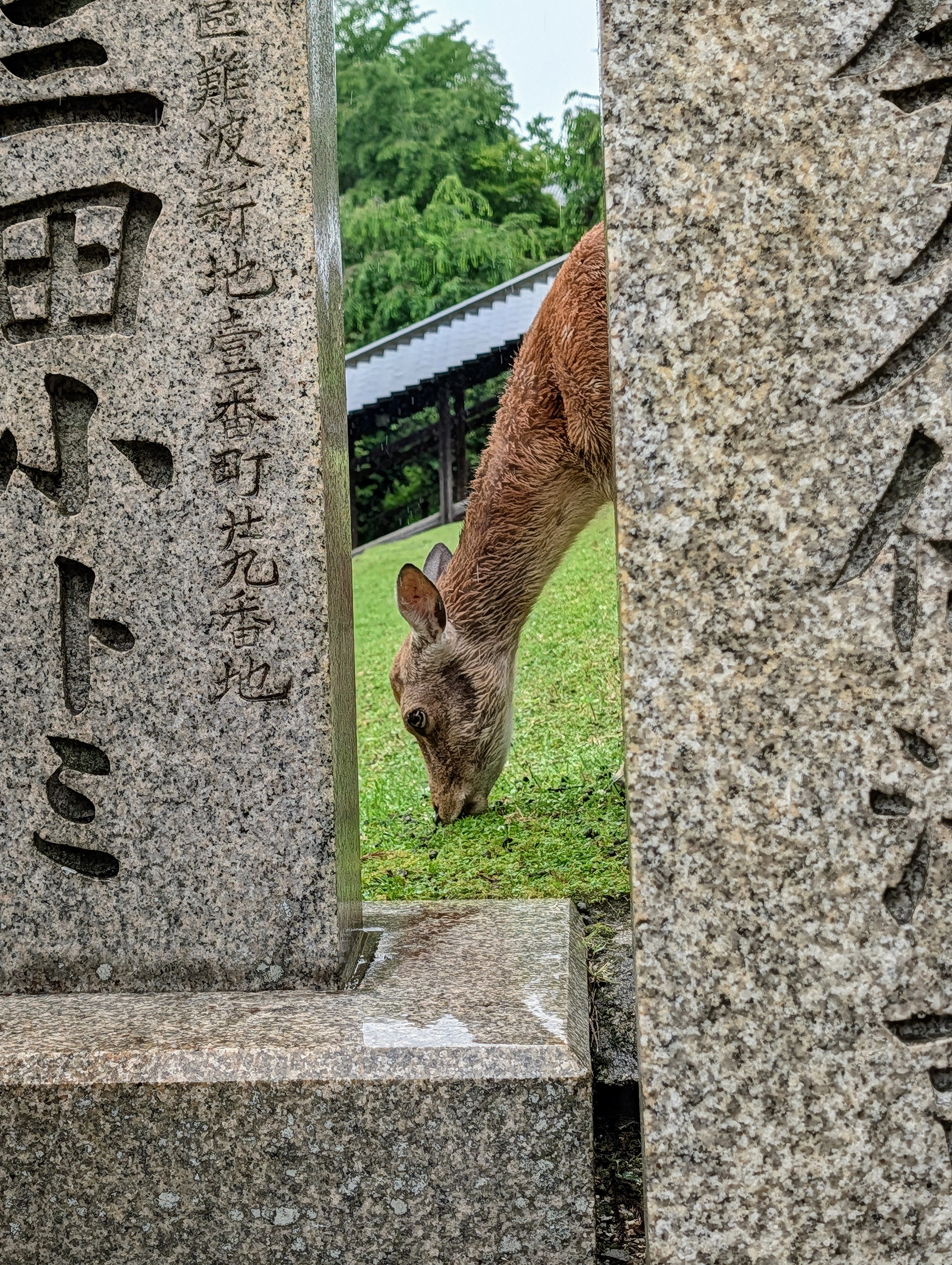Deer Peering Through