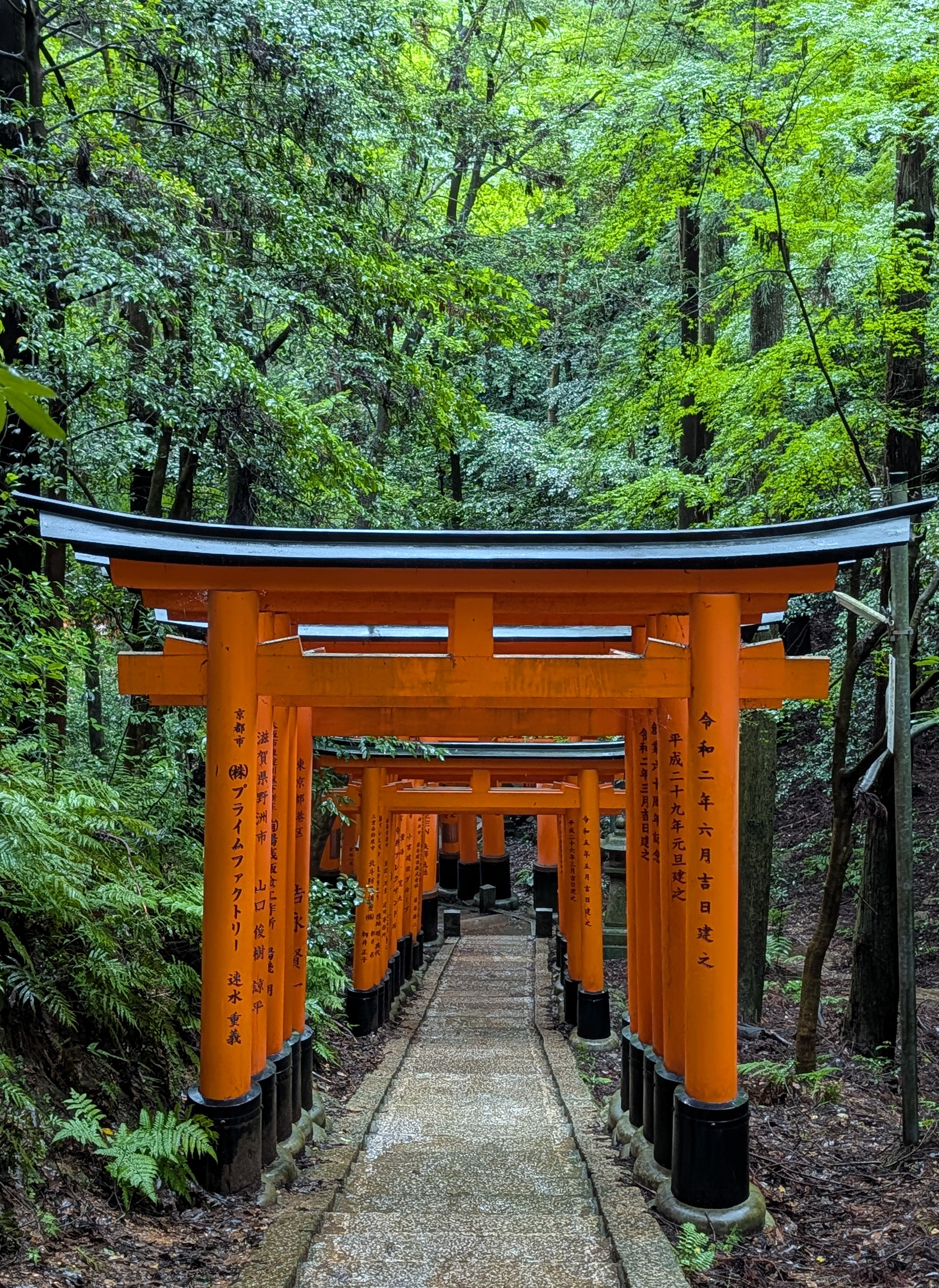 Sacred Forest Passage