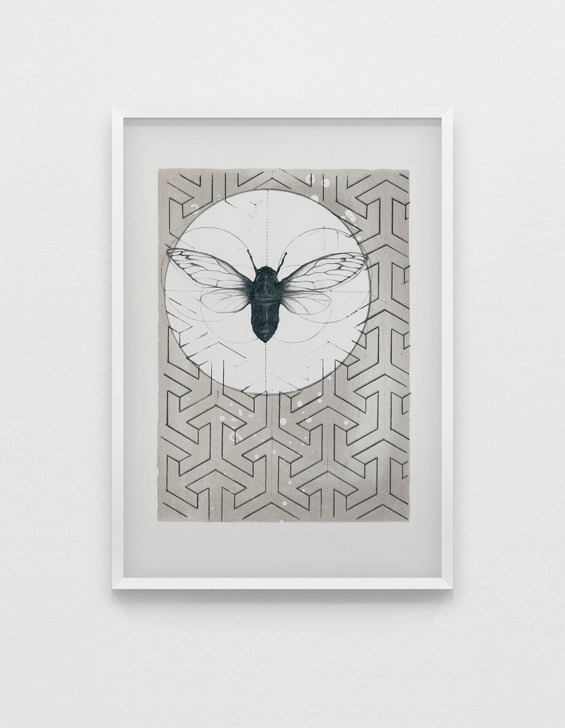 Moth, Lithographie sur pierre. 38 x 28 cm. 2013.