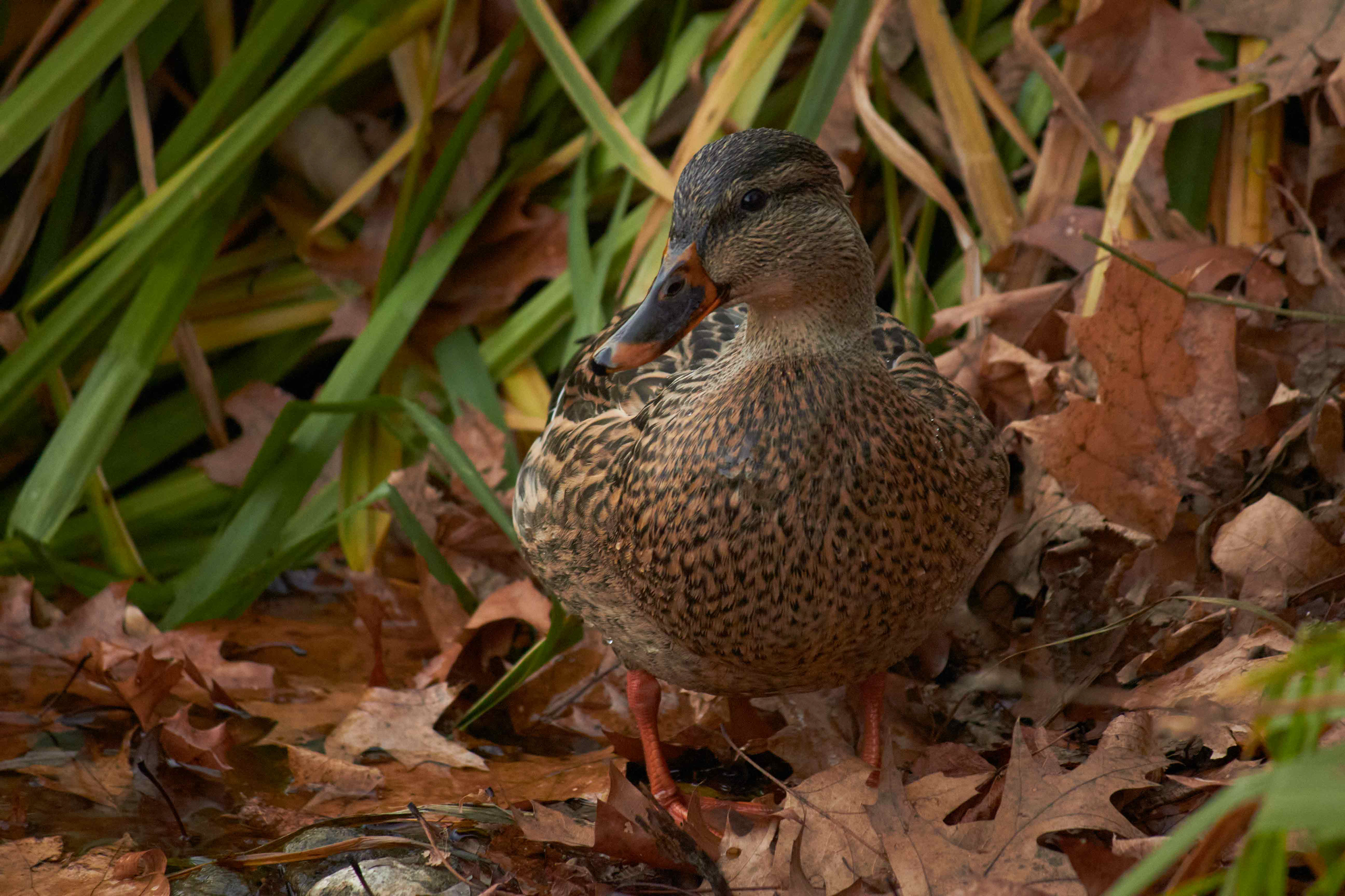Ducks of The Pond: 01 (2024)