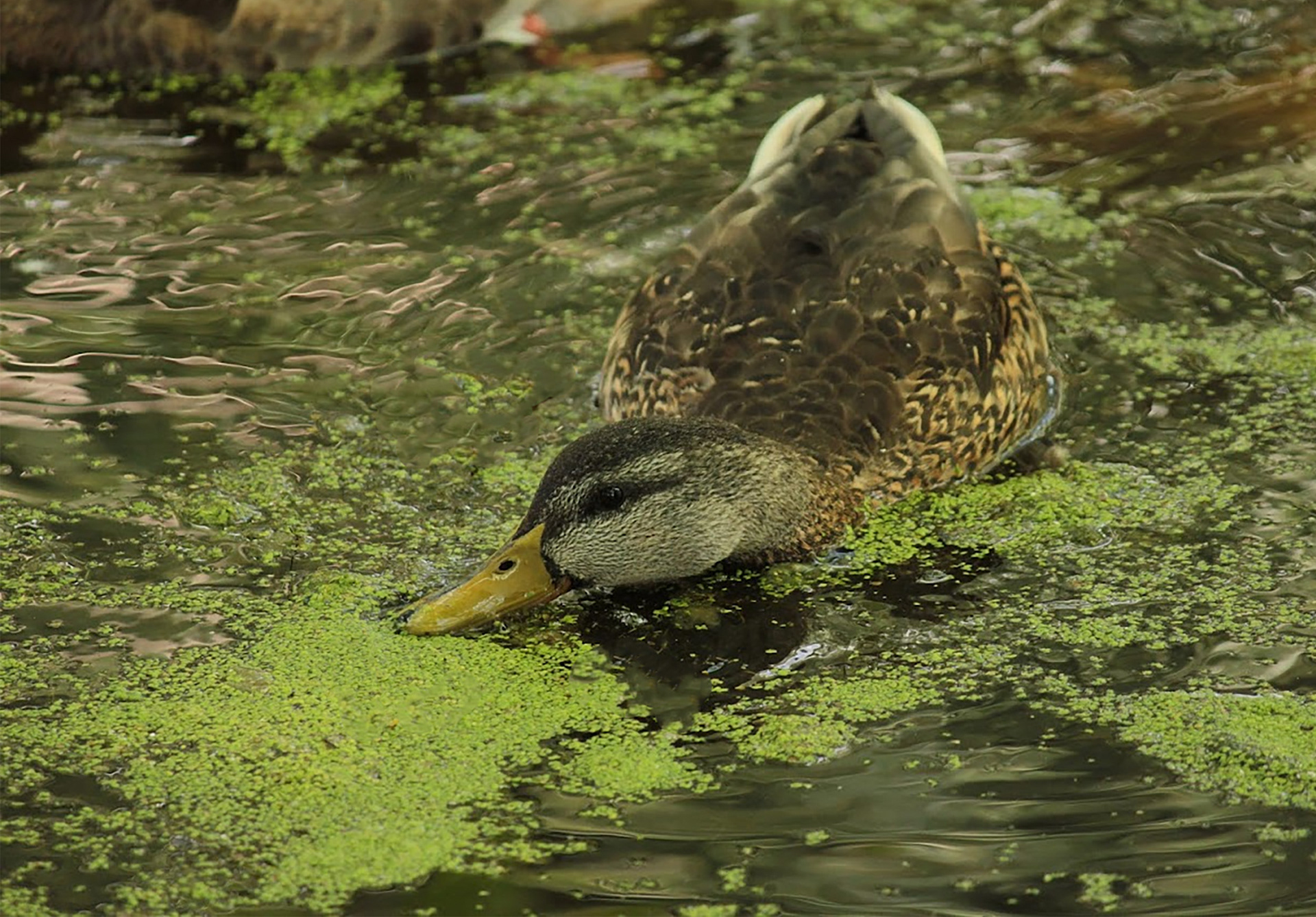 Ducks of The Pond: 03 (2024)