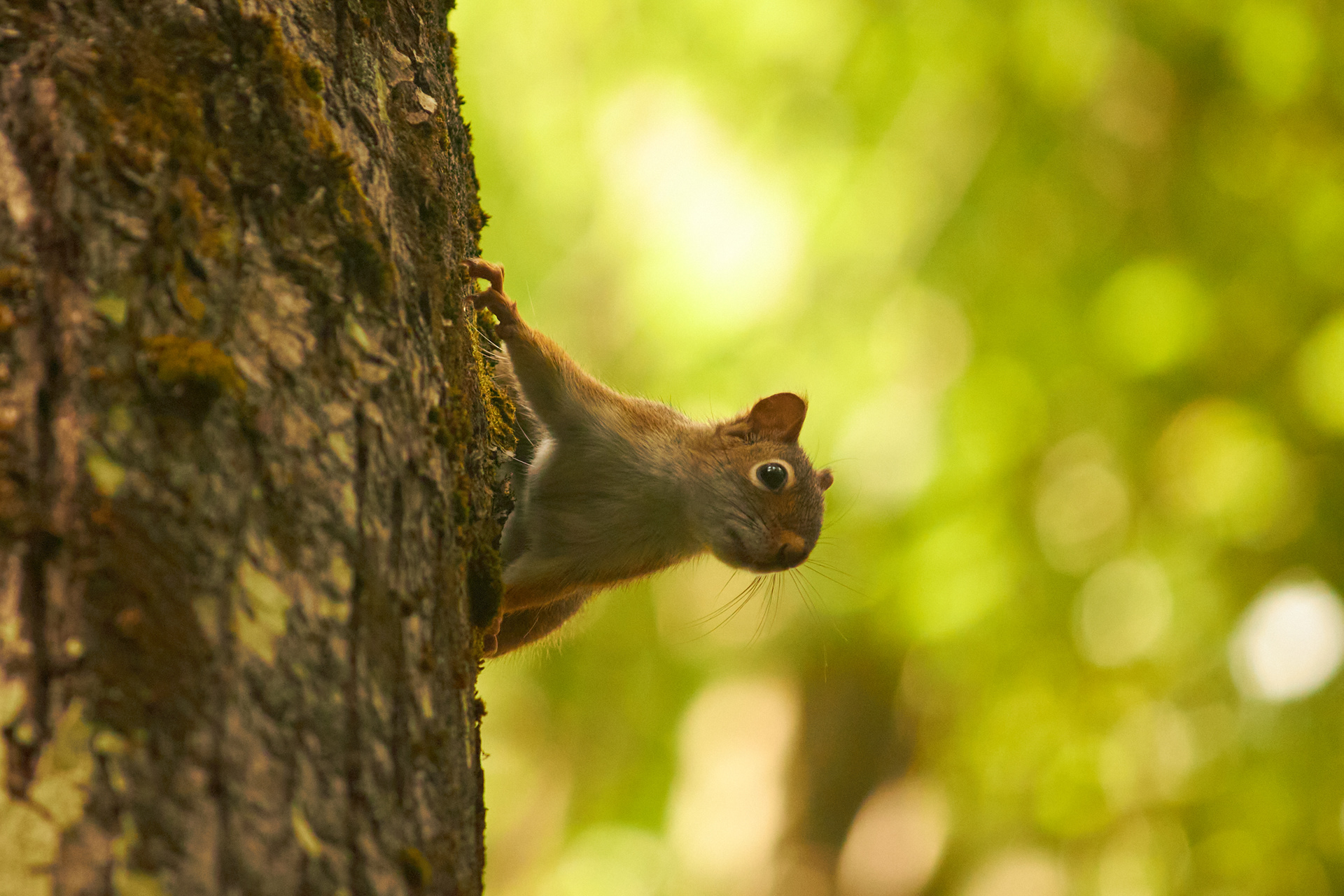 Little Observer (2024)