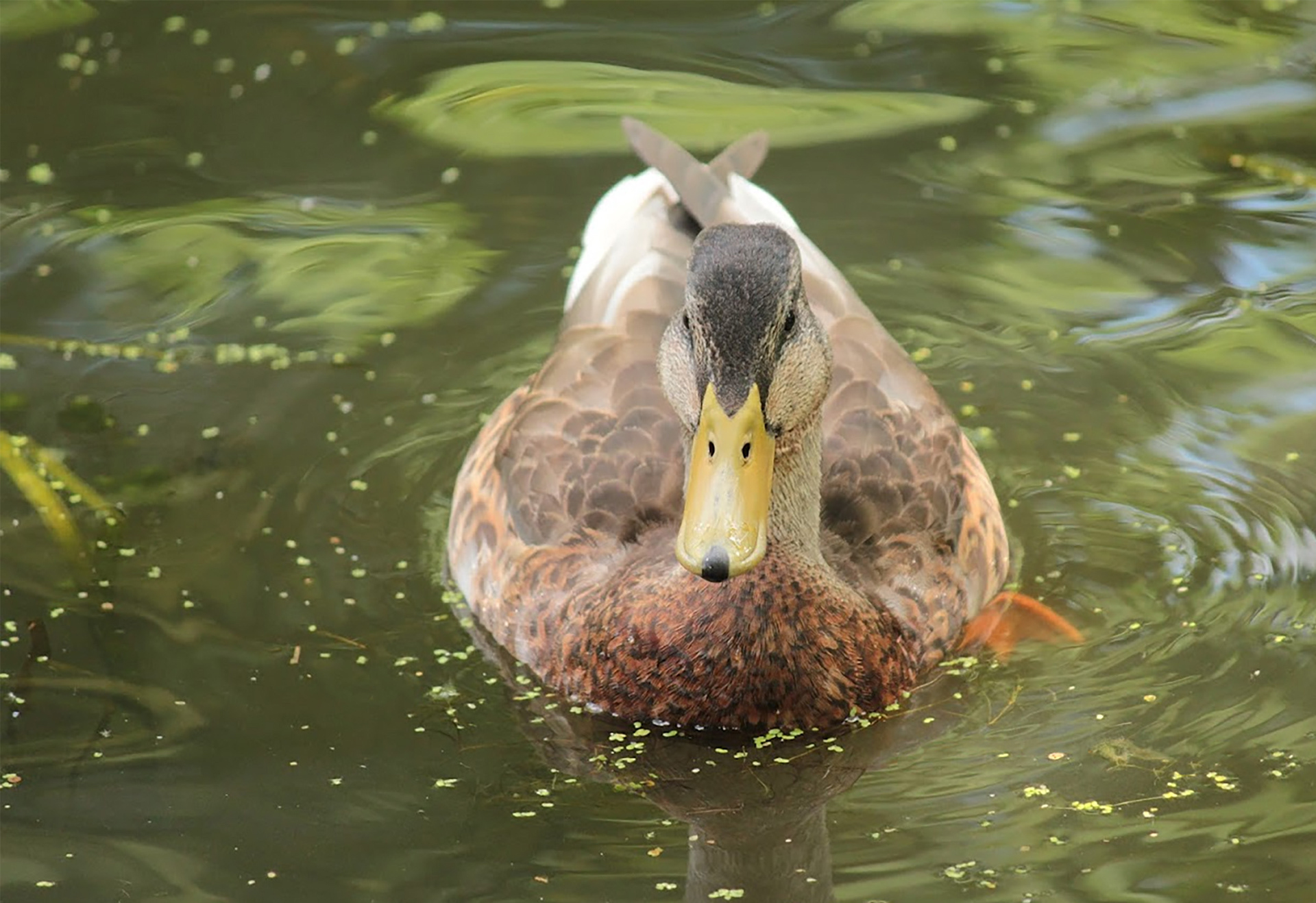 Ducks of The Pond: 02 (2024)