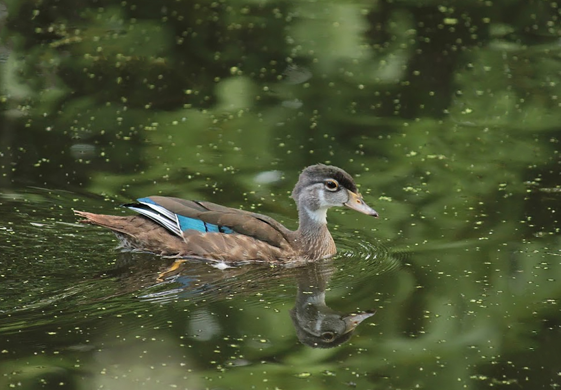 Ducks of The Pond: 04 (2024)