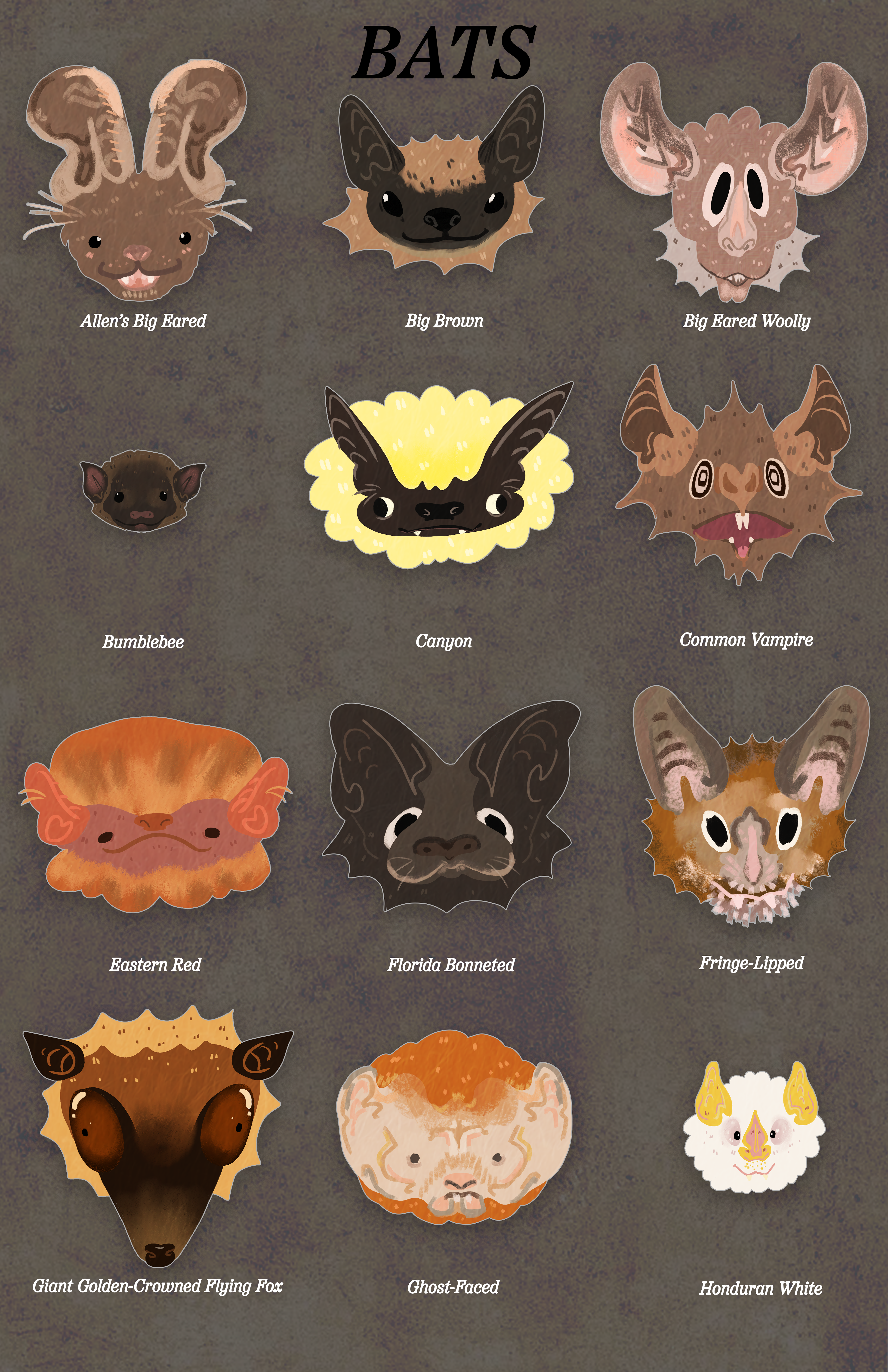 Inforgraphic depicting 12 species of bats.