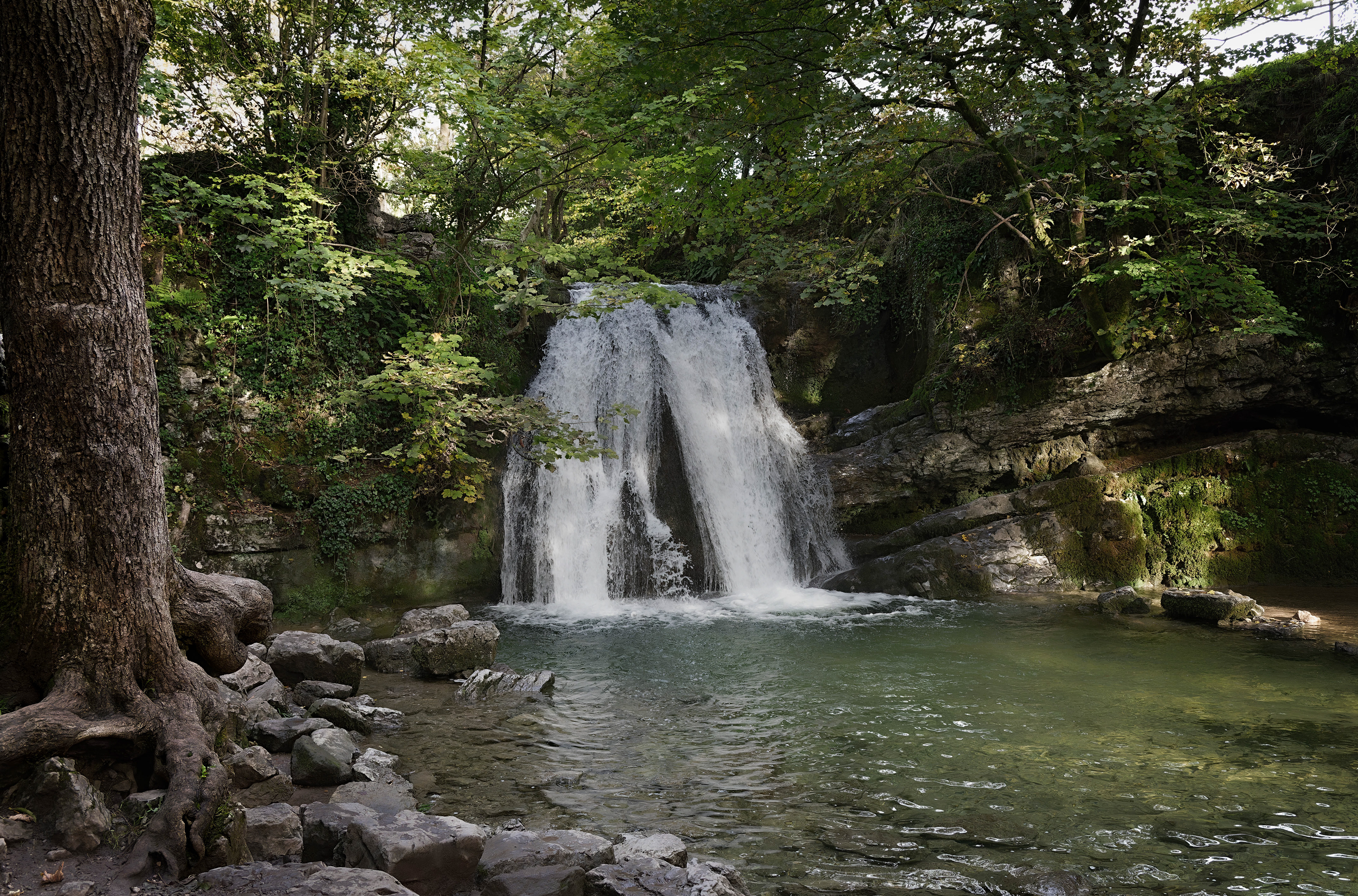 Sunlight filters through lush green foliage over a gentle waterfall and clear pool at Janet’s Foss, Malham, with an ancient gnarled tree trunk and mossy stone framing the scene.