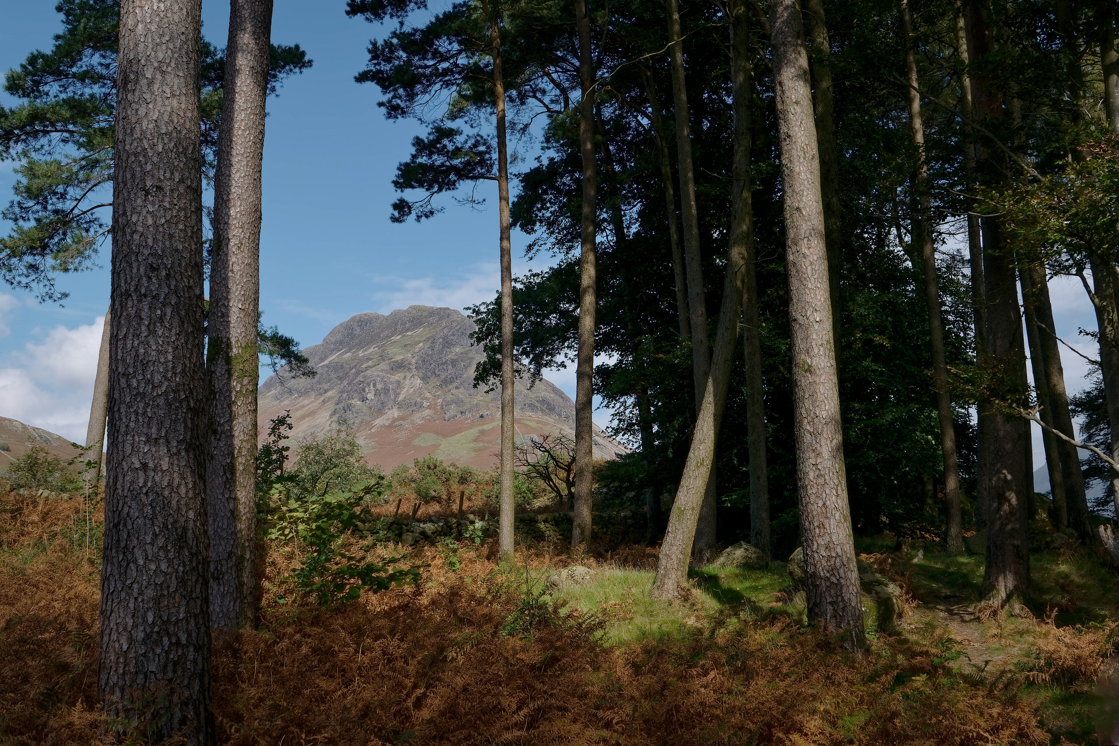 A view looking from within a shadowed grove of tall, straight pine trees, revealing a sunlit, rugged mountain rising in the distance beyond a foreground of rust-colored autumn ferns under a bright blue sky.