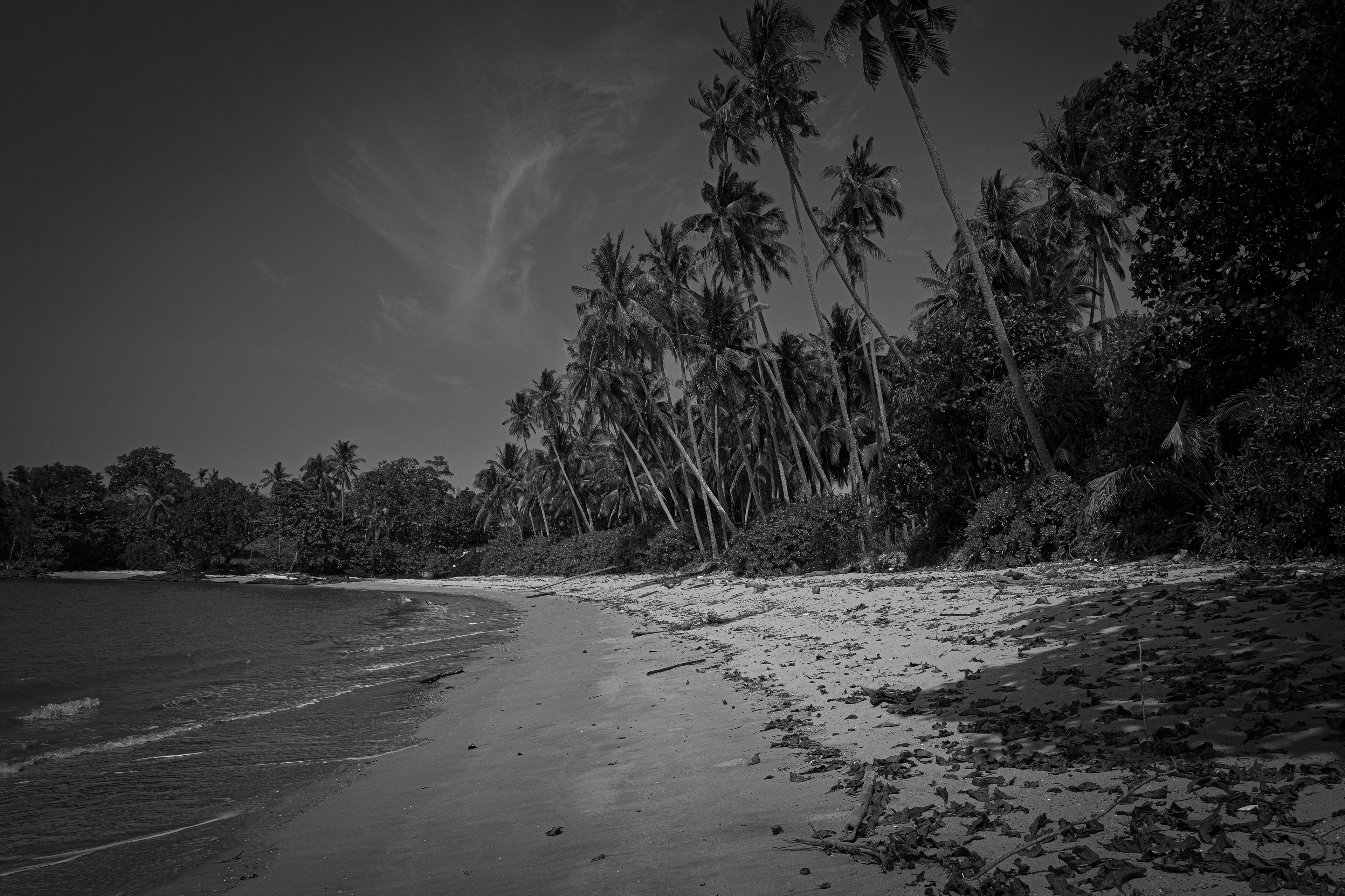 Black-and-white photograph of an empty tropical shoreline curving beneath tall palms and dense vegetation, creating a remote and contemplative coastal scene.