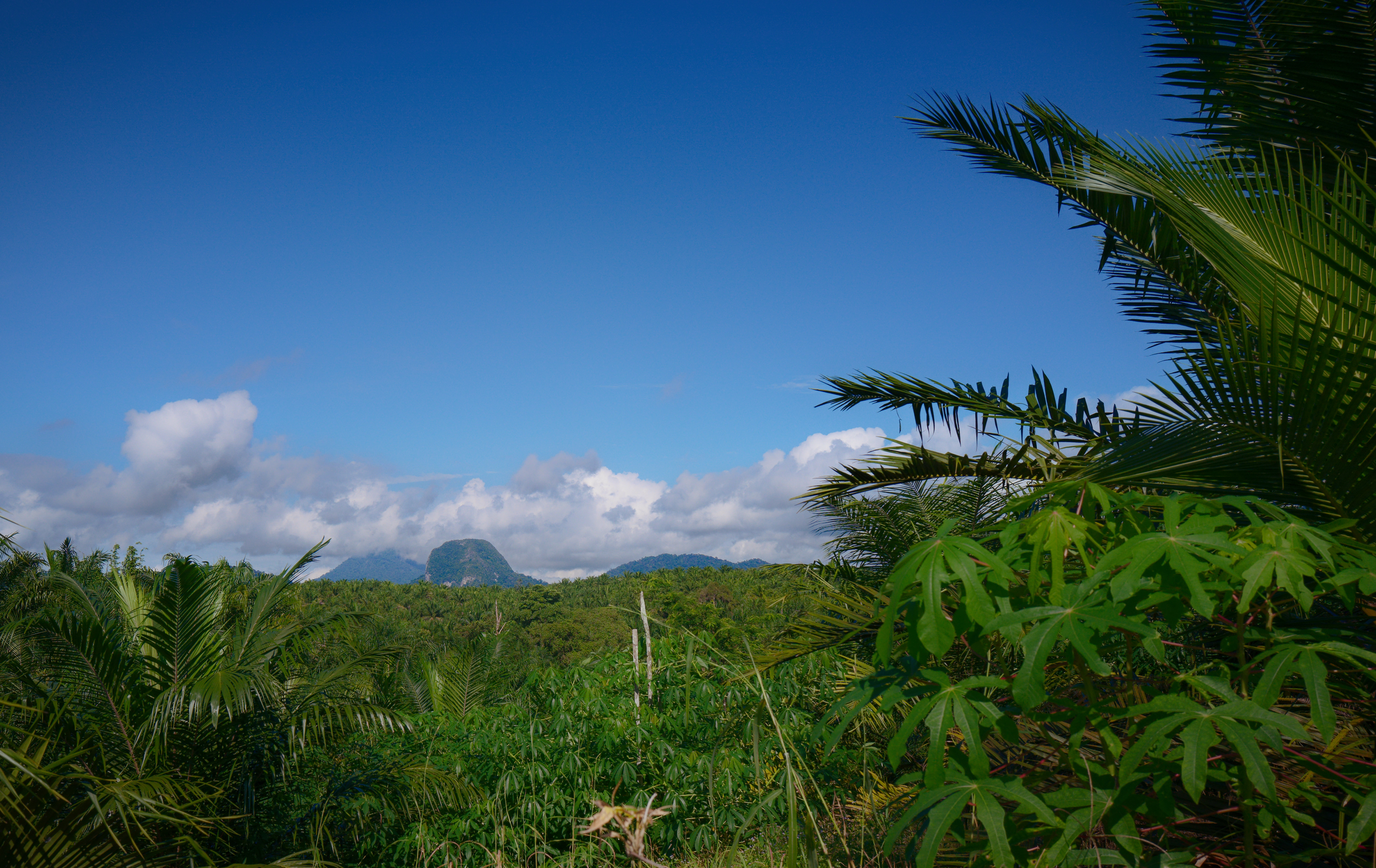A panoramic view of lush tropical vegetation stretching across the landscape toward a solitary limestone hill beneath a vivid blue sky filled with white clouds. Palm fronds and leafy plants frame the foreground, highlighting the expansive natural beauty of Kampung Lobang Batu, Sarawak, Borneo.