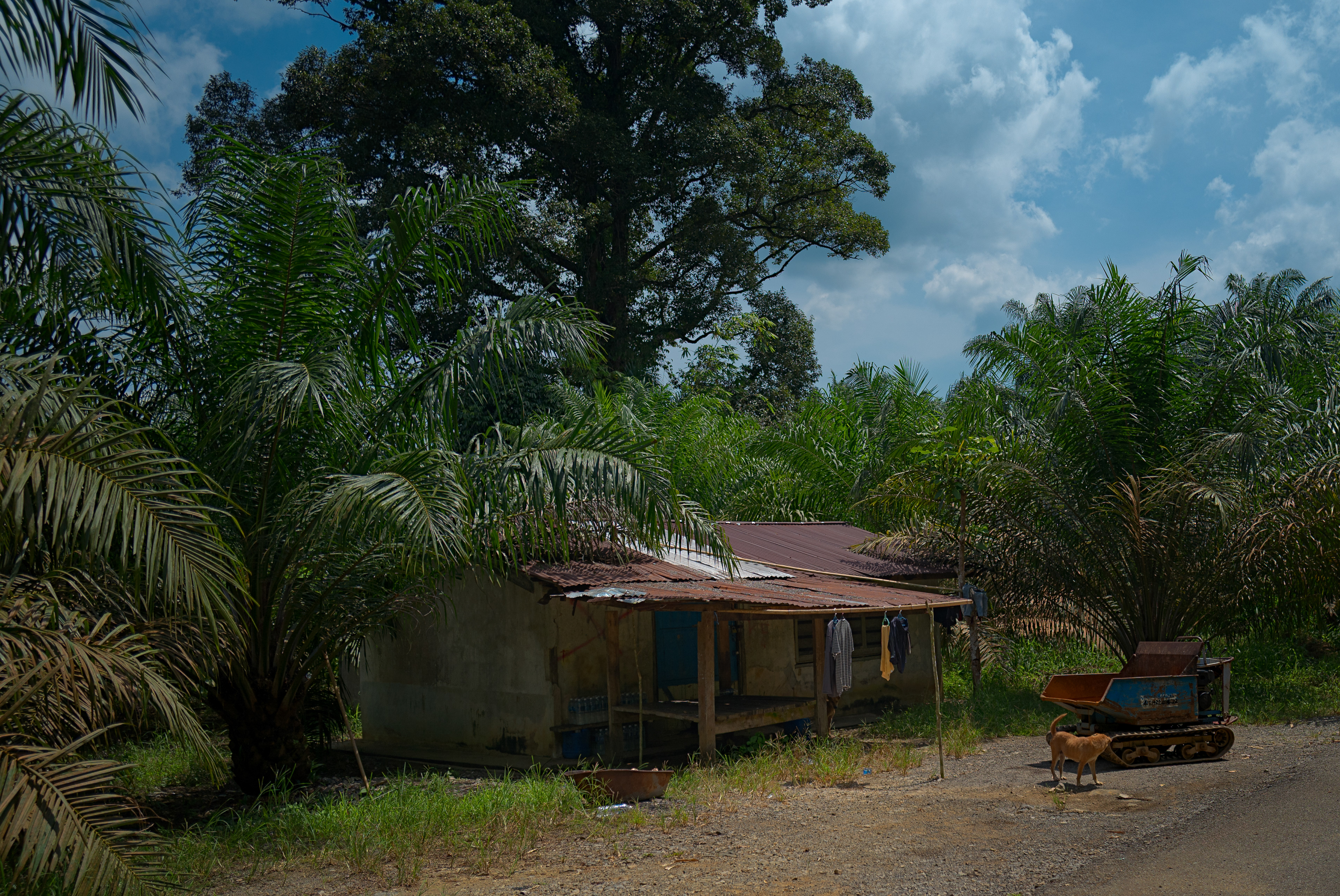 A modest rural dwelling surrounded by dense tropical vegetation, with laundry, a small tracked utility vehicle and a dog suggesting the quiet rhythms of everyday life.