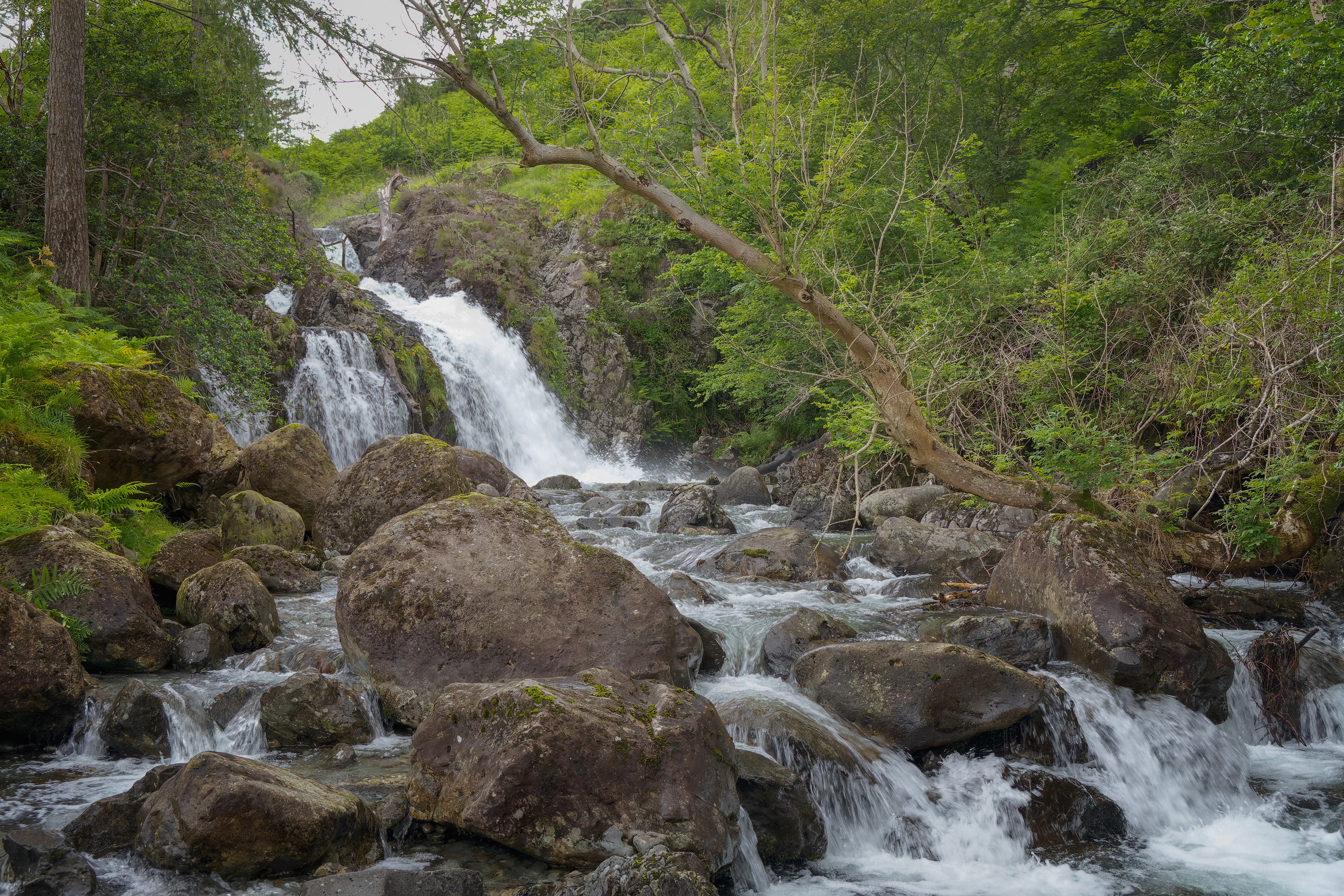 A fine-art landscape photograph showing a rushing waterfall cascading heavily over large, rounded boulders, entirely surrounded by dense, vibrant green trees, ferns, and an angled tree branch reaching across the right foreground.
