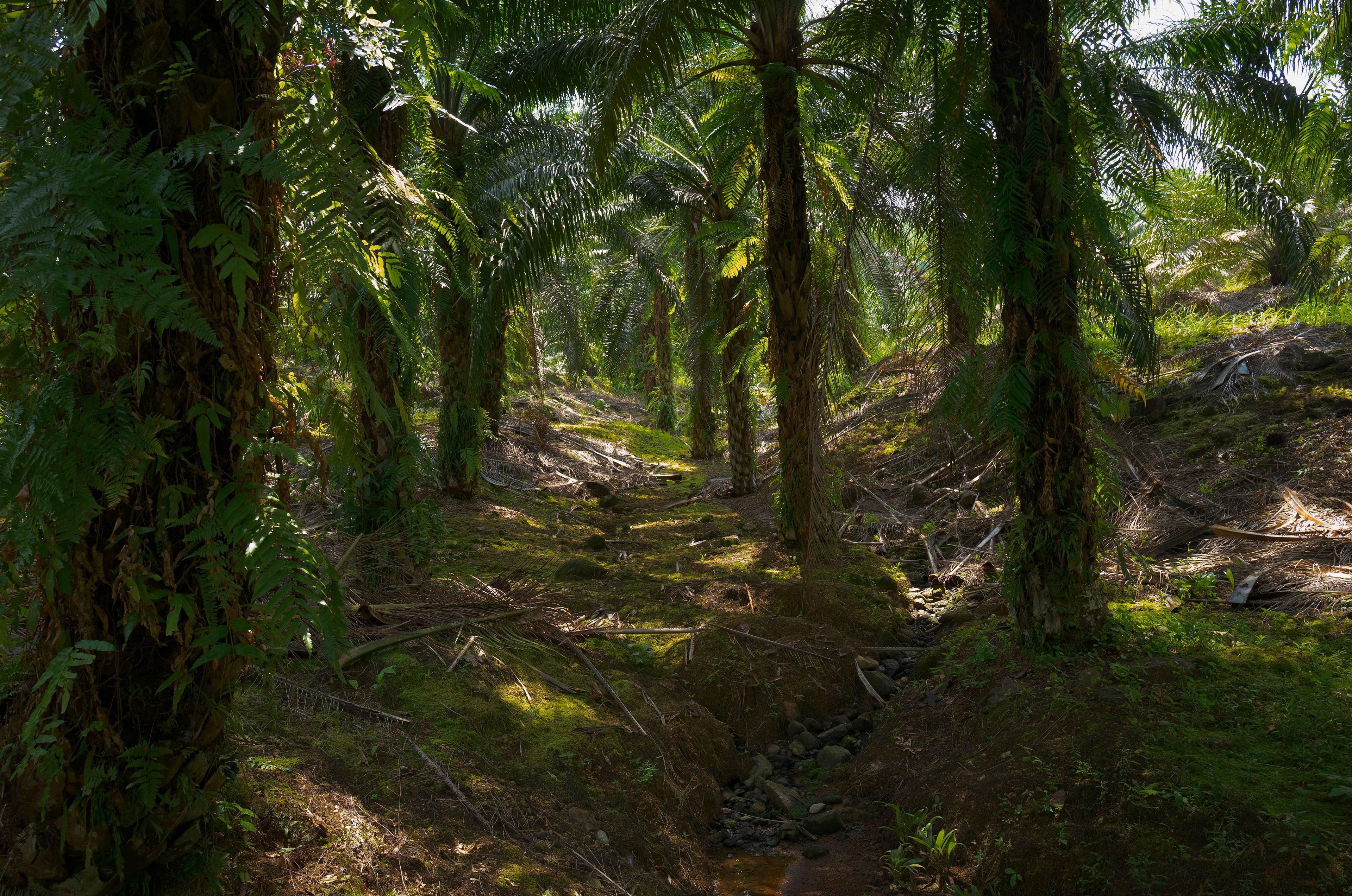 Filtered sunlight falls across dense tropical vegetation and textured forest ground, creating an intimate landscape of deep green shadows and luminous natural detail.