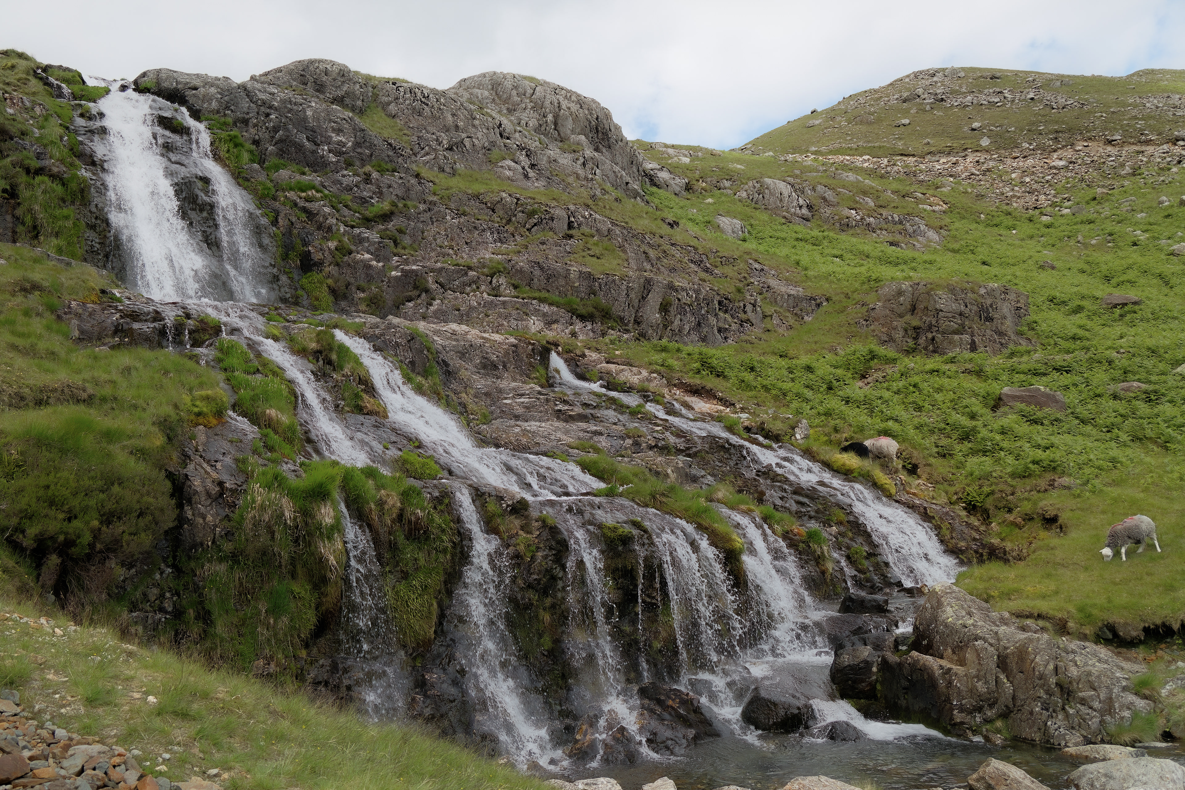 A fine-art landscape photograph of a waterfall cascading over a rugged, dark grey rock face dotted with vibrant green moss and grass, featuring two sheep grazing peacefully on the steep, grassy bank to the right beneath a muted sky.