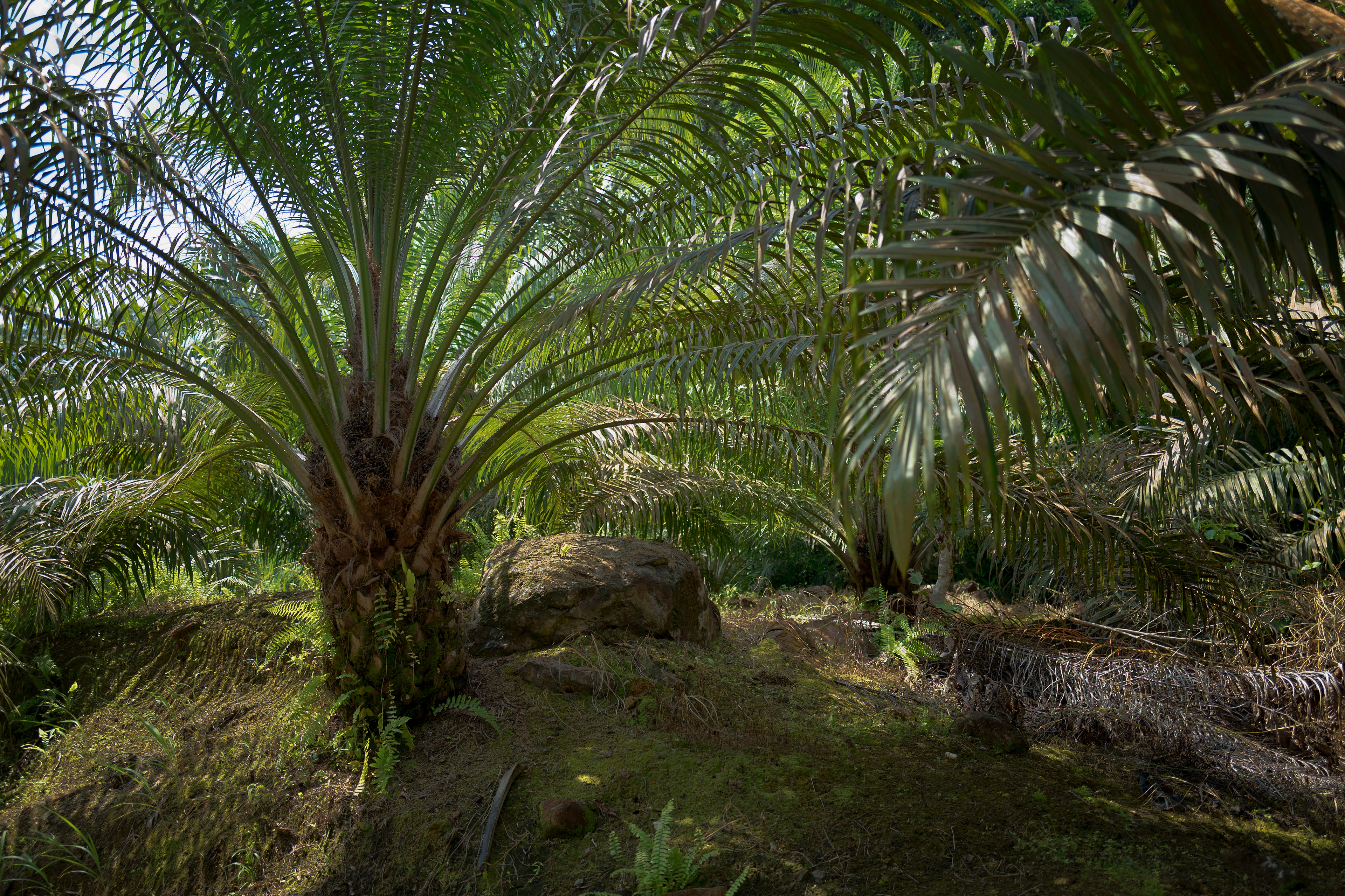Sunlight filters through dense tropical palm fronds, illuminating moss-covered ground, large weathered boulders, and lush vegetation beneath the canopy. The layered greenery creates an immersive forest scene in Kampung Mayang Mawang, Serian, Borneo.