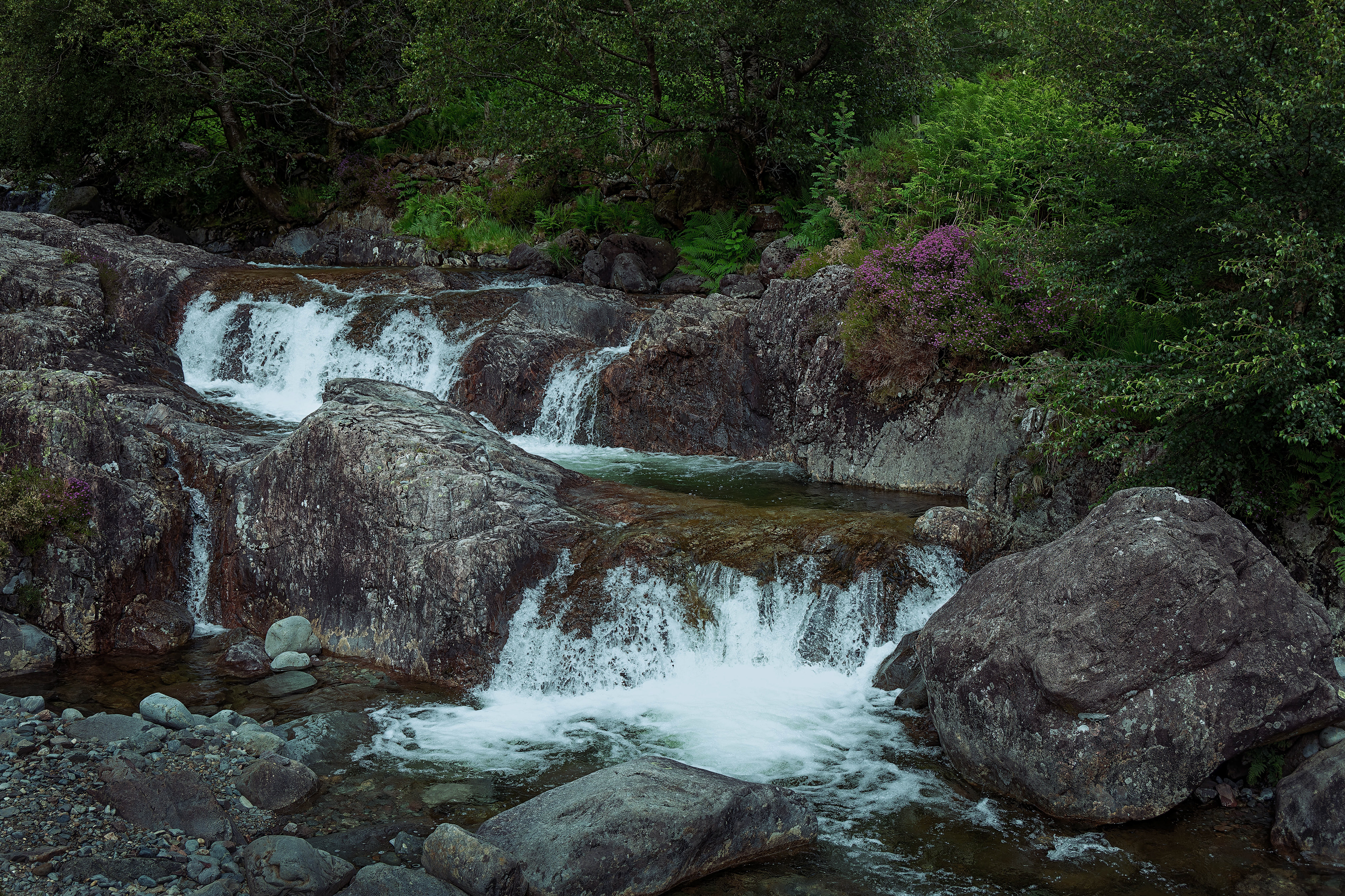 Lush shaded view of Nether Beck in Wasdale, with multi-tiered waterfalls spilling over weathered rocks, purple heather, and dense green foliage under dappled light.