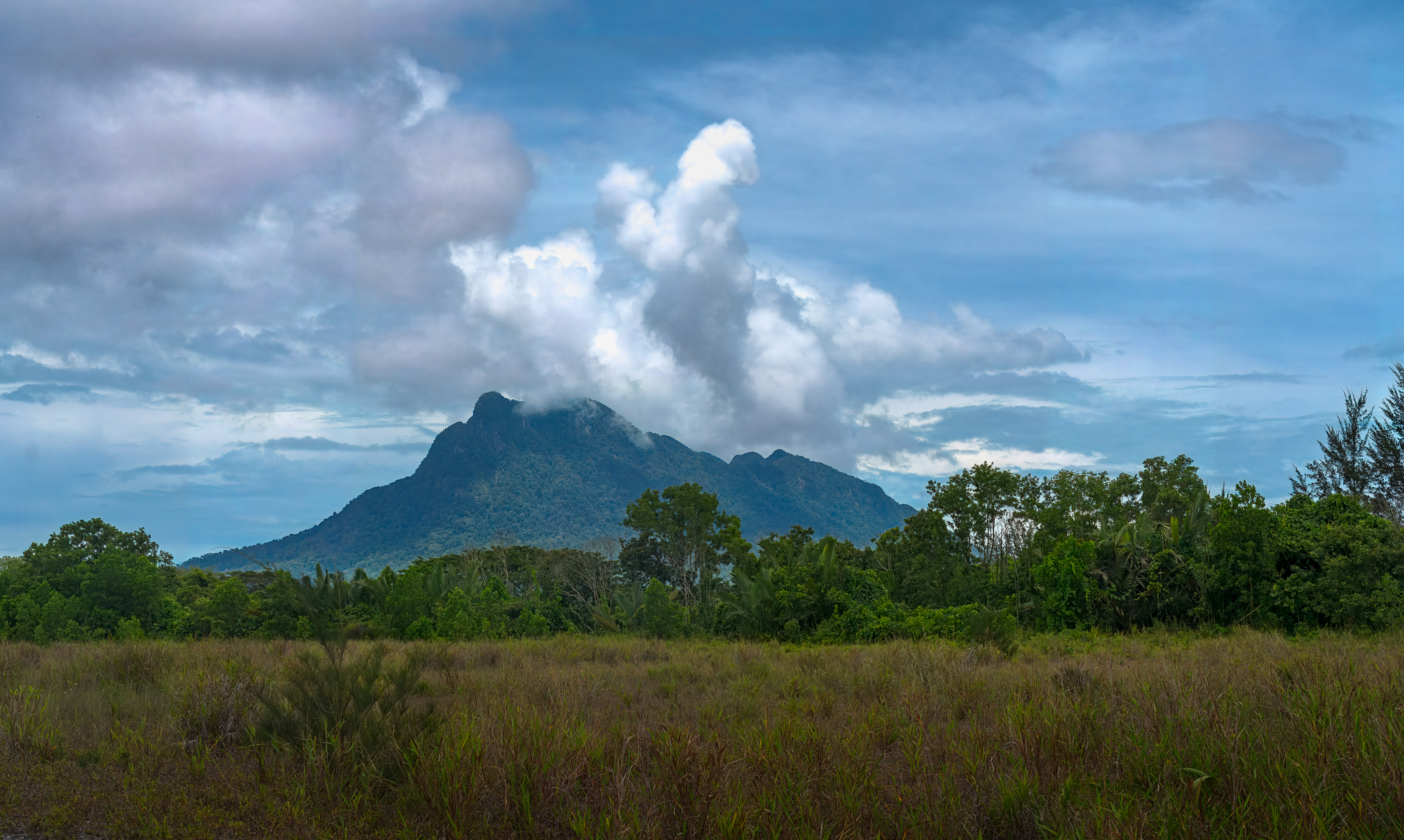 A fine-art landscape photograph featuring a tall, dark green mountain with its peak obscured by massive, billowing white clouds, framed by a line of dense tropical trees in the mid-ground and a field of wild, brownish-green grass in the foreground.